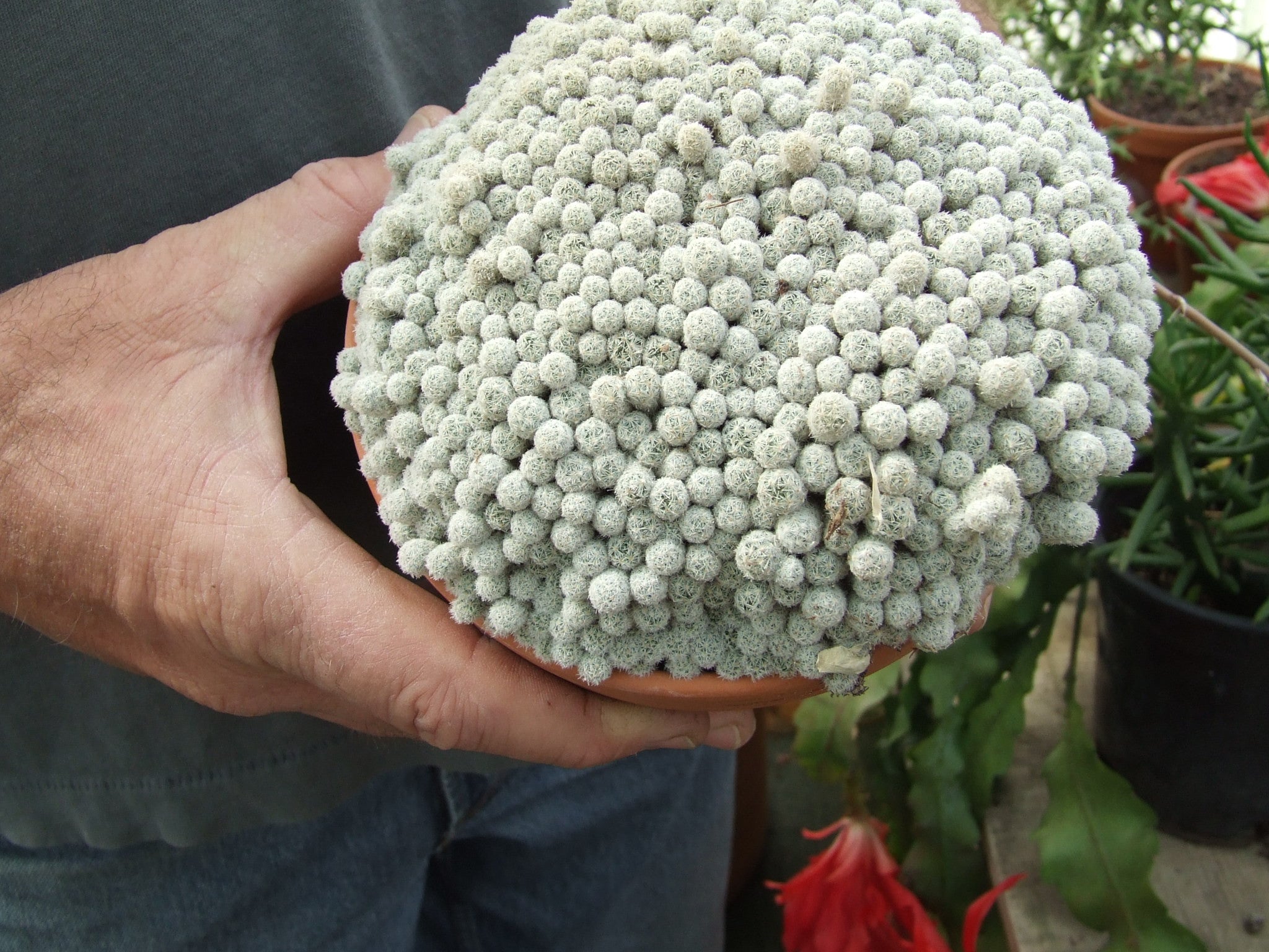 Escobaria  COLDHARDYCACTUS