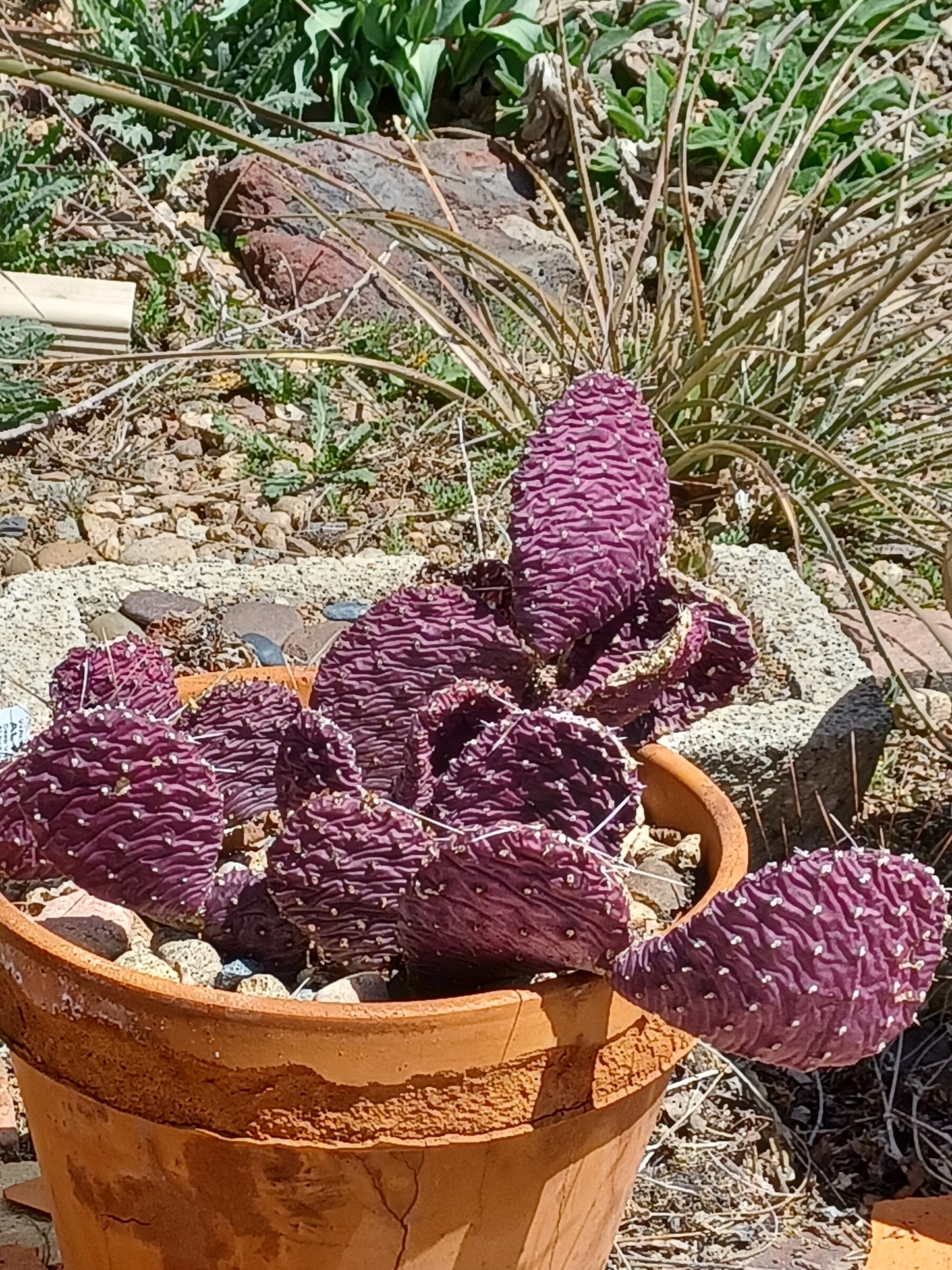 OP085: Opuntia hybrid WALK IN BEAUTY™ Purple Chalice COLD HARDY CACTUS