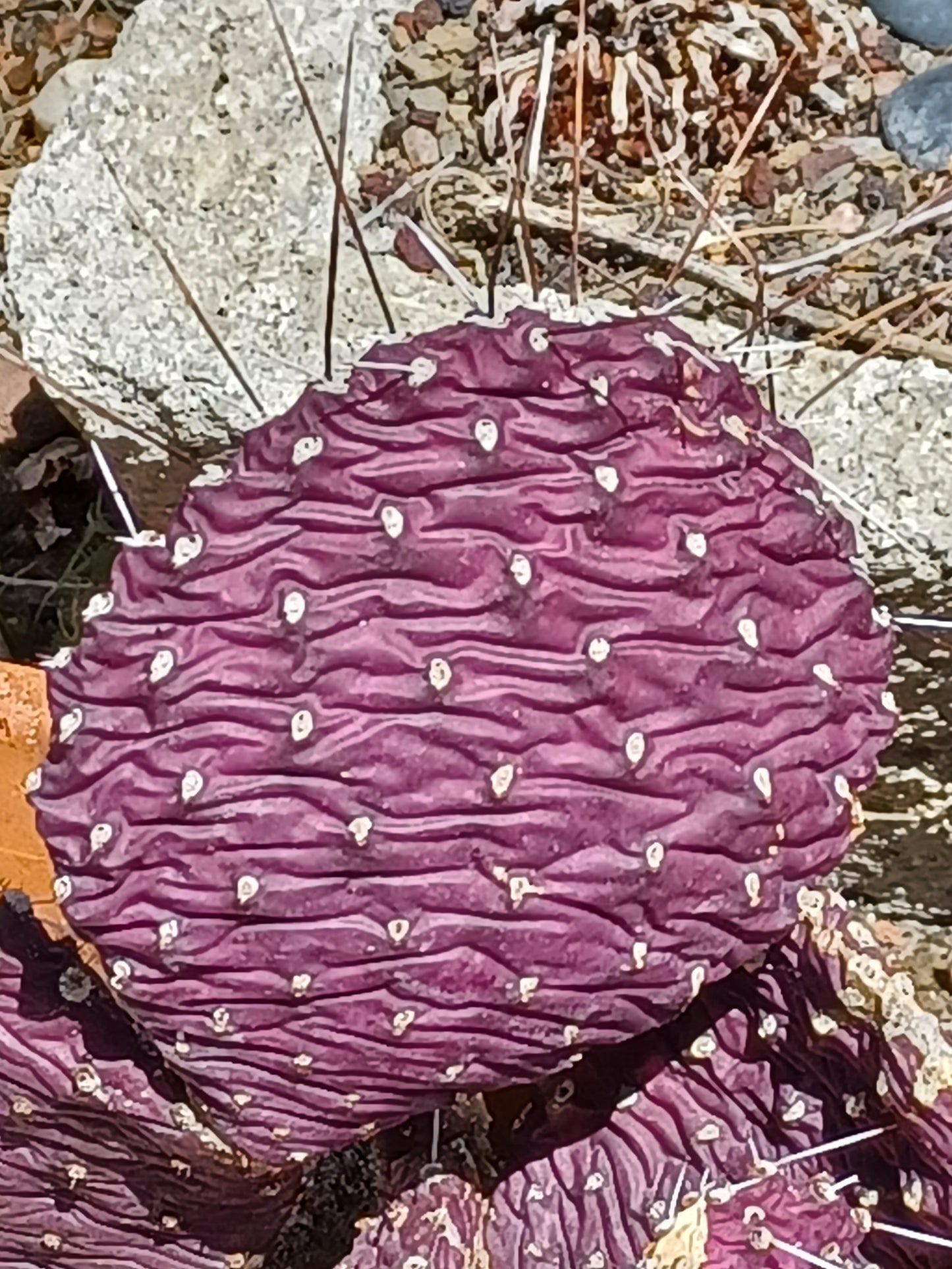 OP085: Opuntia hybrid WALK IN BEAUTY™ Purple Chalice COLD HARDY CACTUS