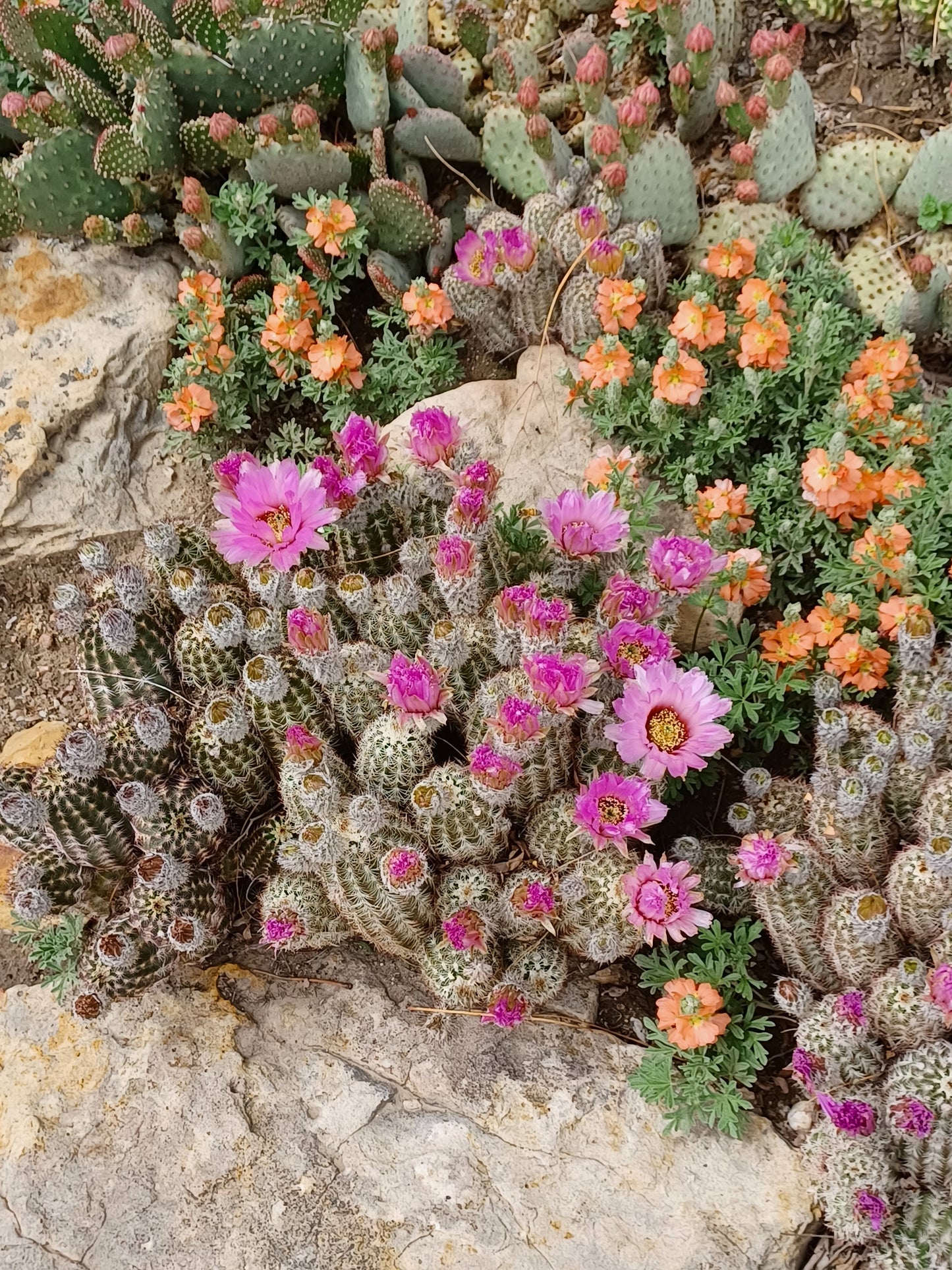 EC020: Echinocereus reichenbachii v. albispinus COLD HARDY CACTUS