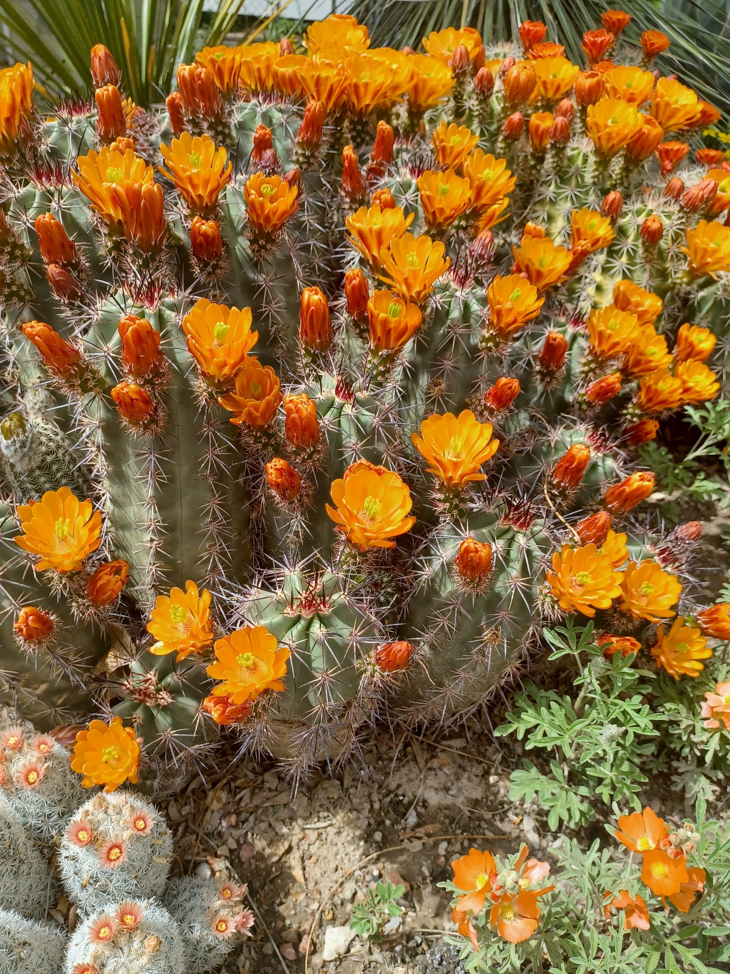 EC057:  Echinocereus x roetteri Pastel Orange   COLD HARDY CACTUS