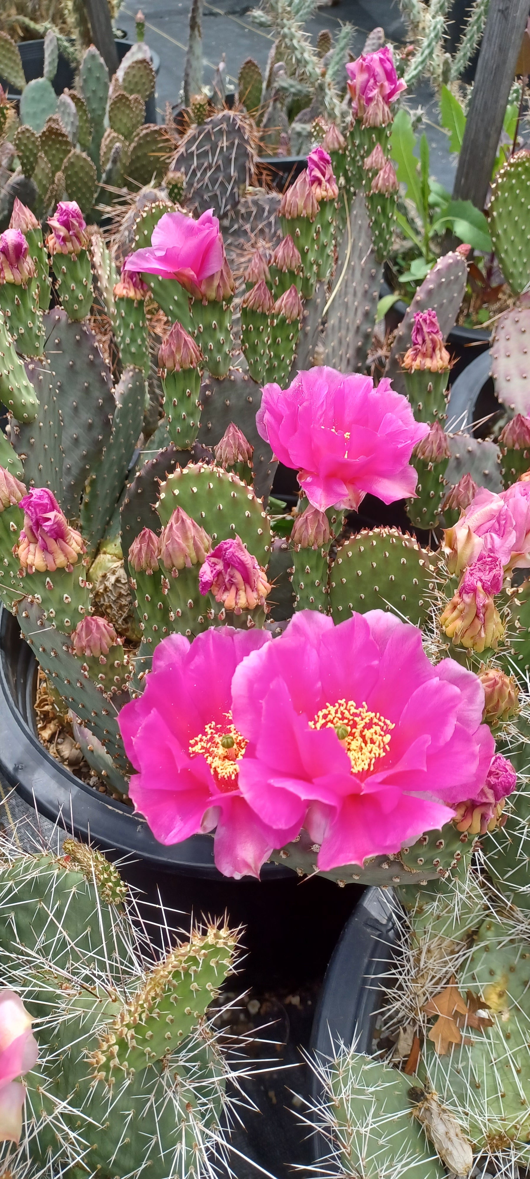 buy purple prickly pear cactus OP085: Opuntia hybrid WALK IN BEAUTY™ Purple Chalice COLD HARDY CACTUS – COLDHARDYCACTUS
