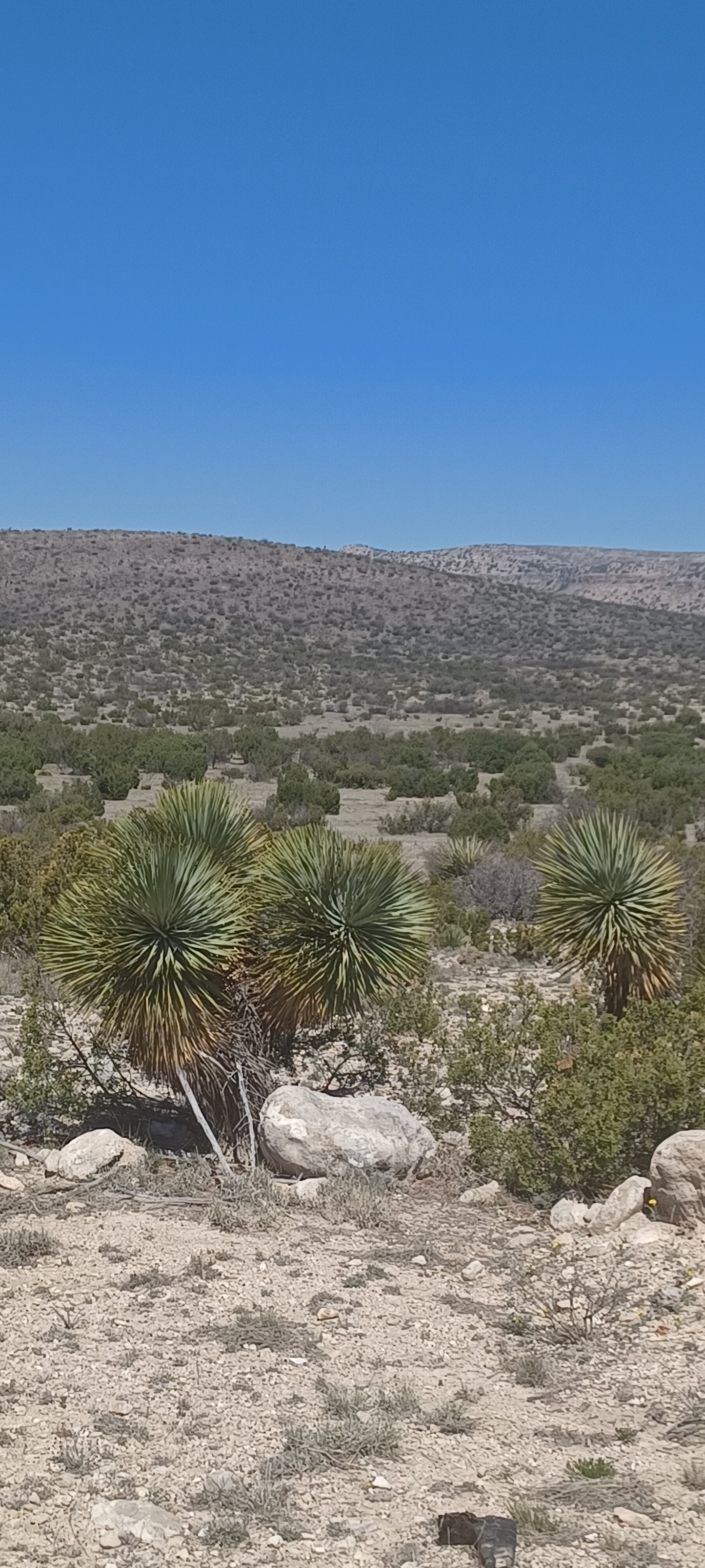 YU018: Yucca thompsoniana COLD HARDY CACTUS