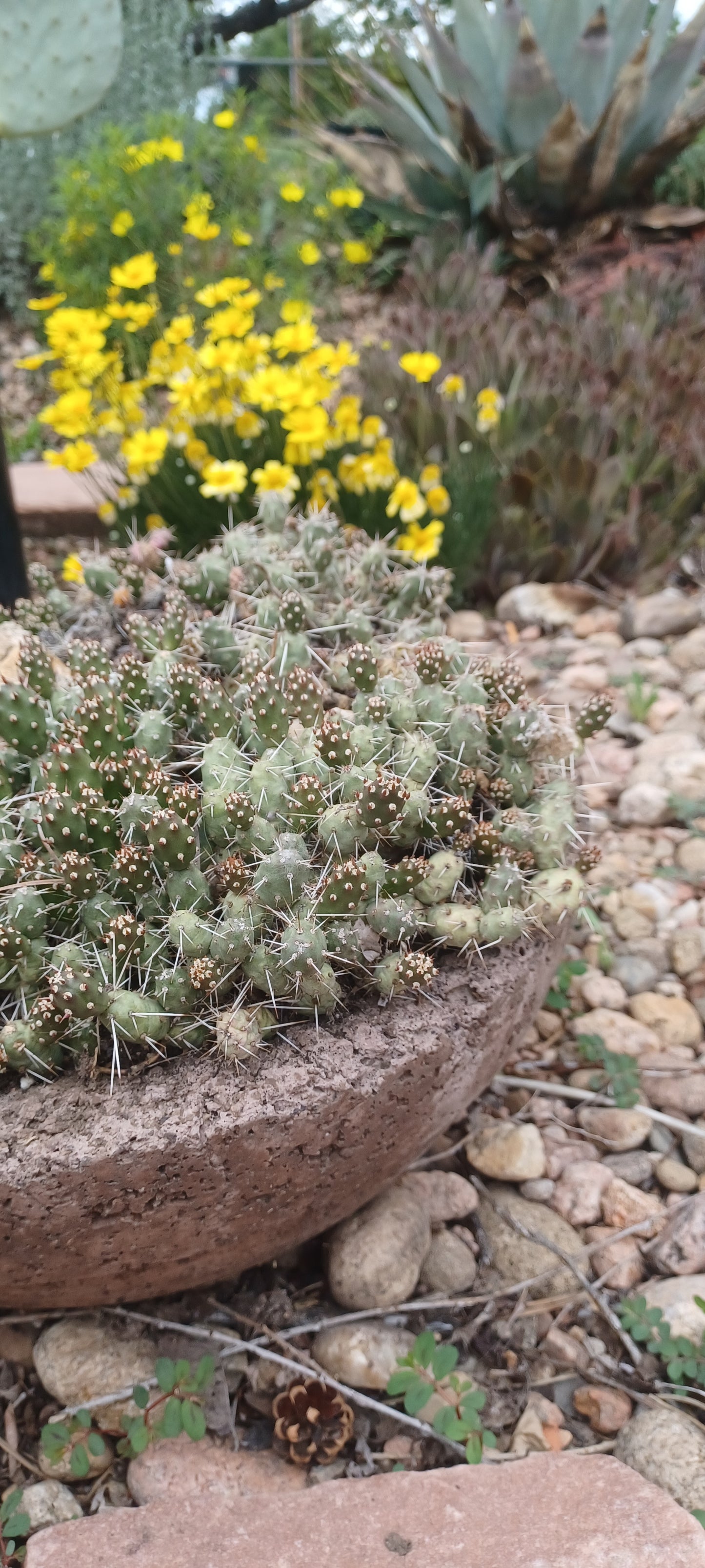 OP111: Opuntia fragilis 'Tiny Michigan Form' COLD HARDY CACTUS