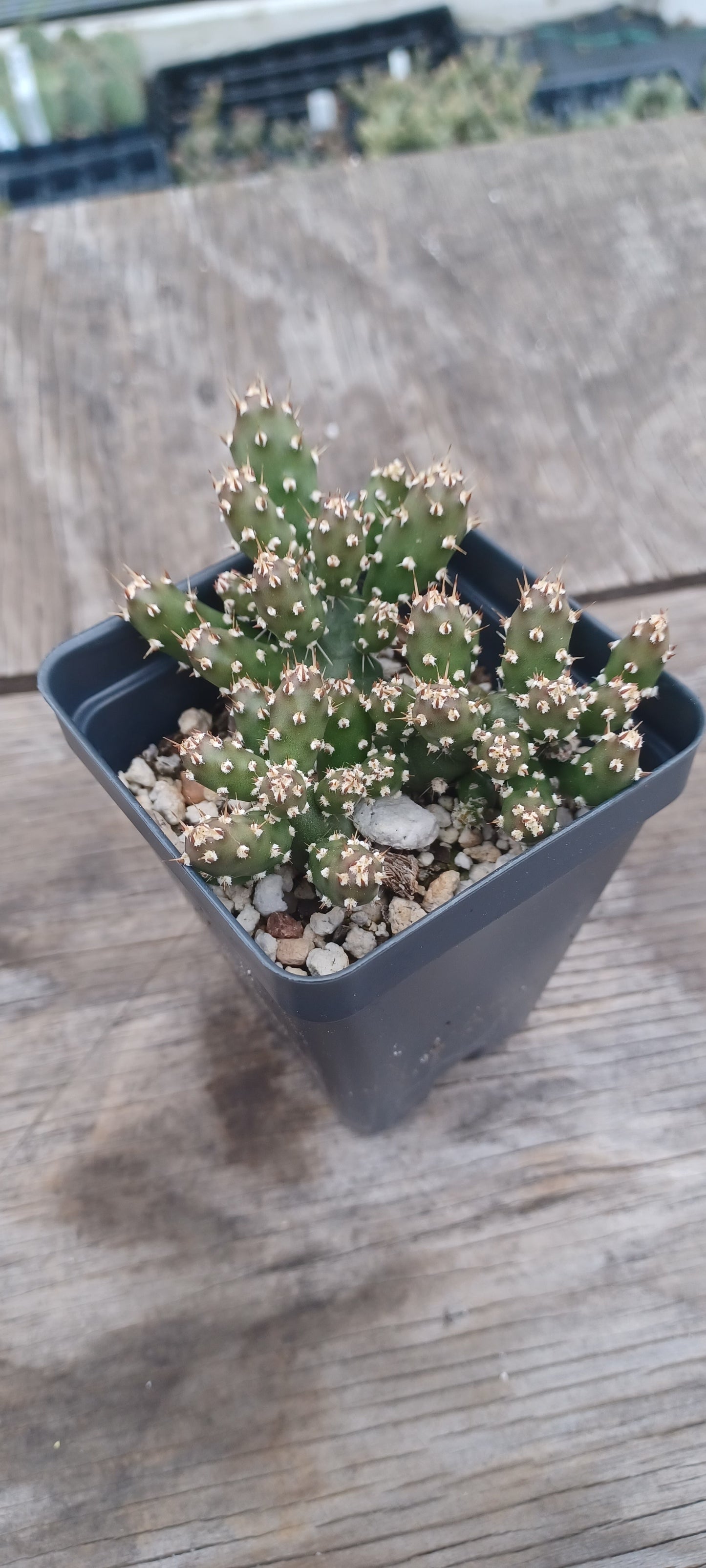 OP111: Opuntia fragilis 'Tiny Michigan Form' COLD HARDY CACTUS