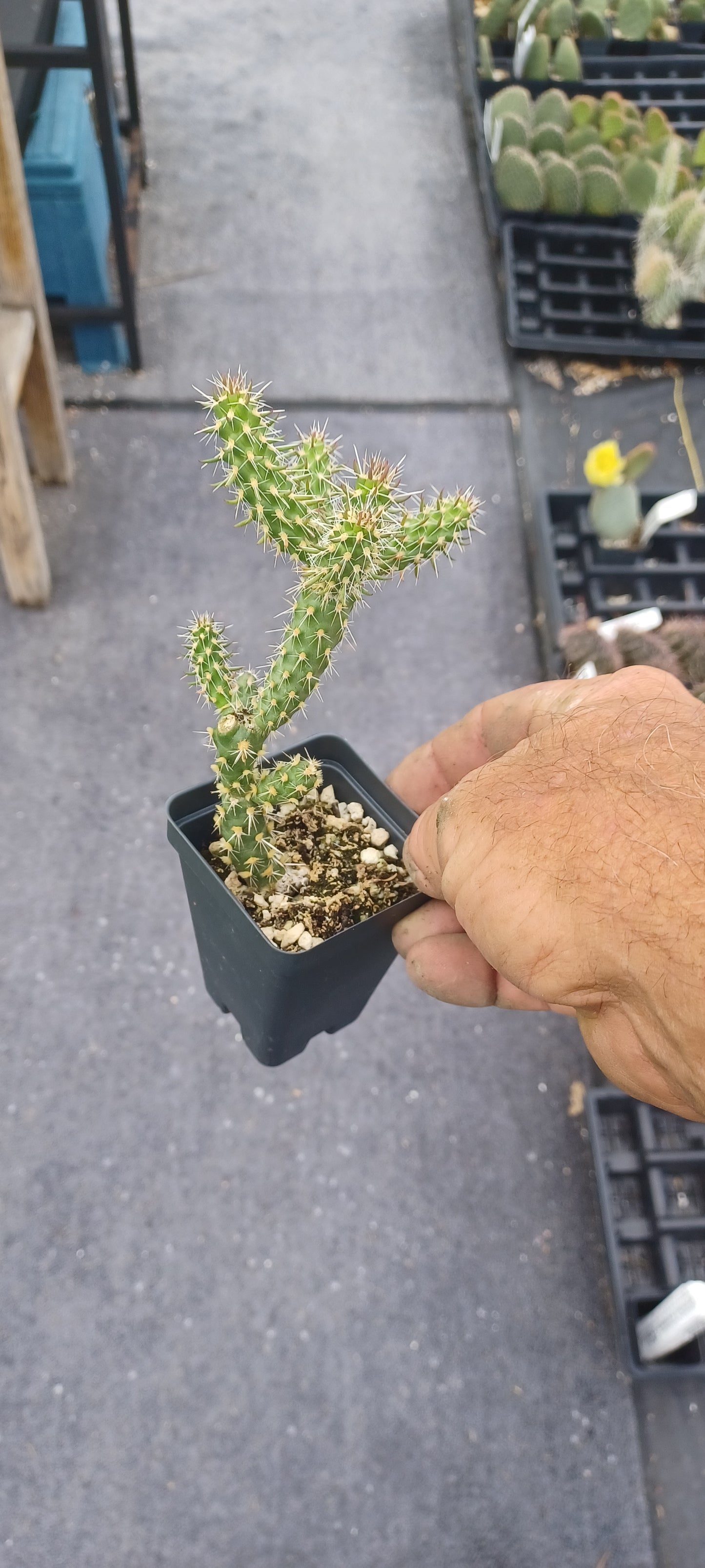 OP045 Cylindropuntia spinosior (Northern, High Altitude Form) COLD HARDY CACTUS