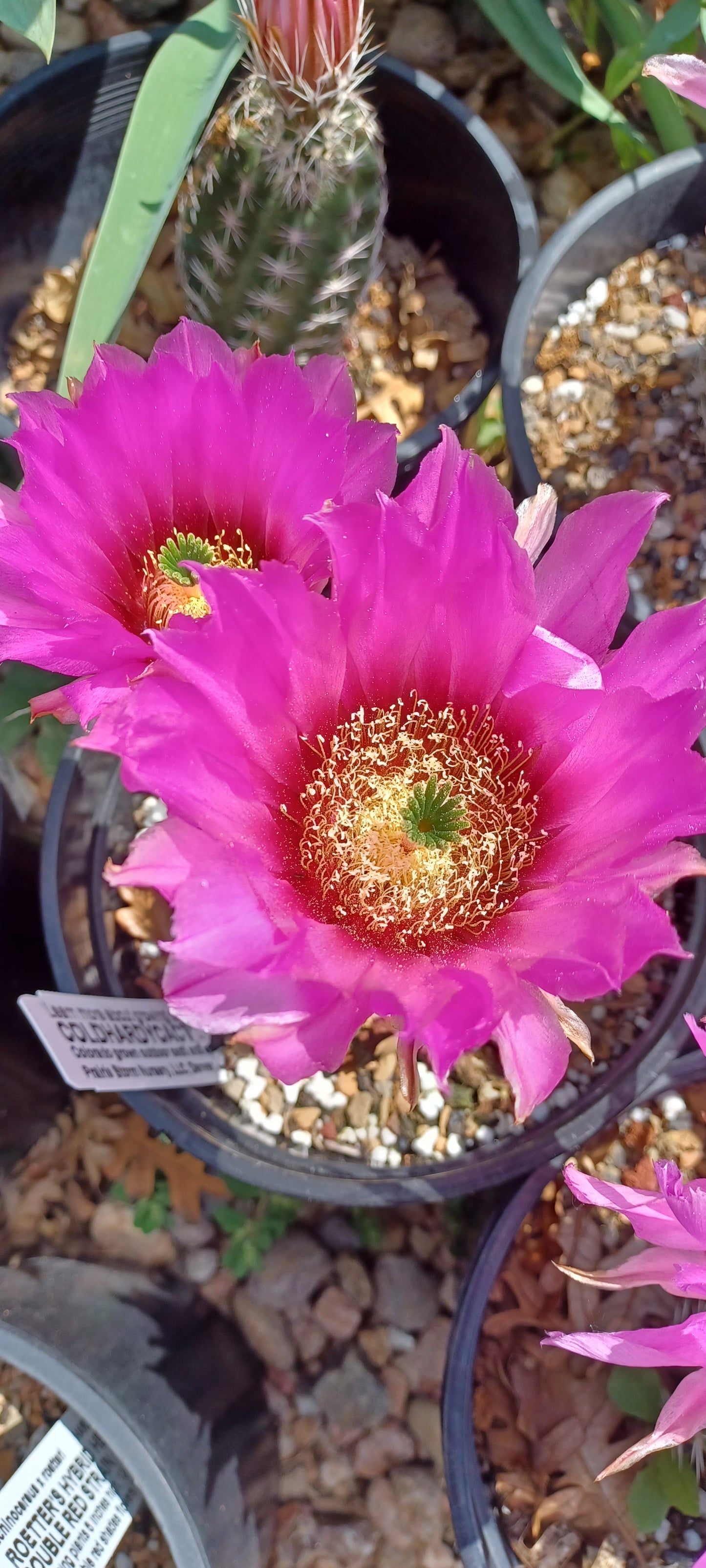 EC024: 'Purple Marvel' Echinocereus fendleri x caespitosus COLD HARDY CACTUS