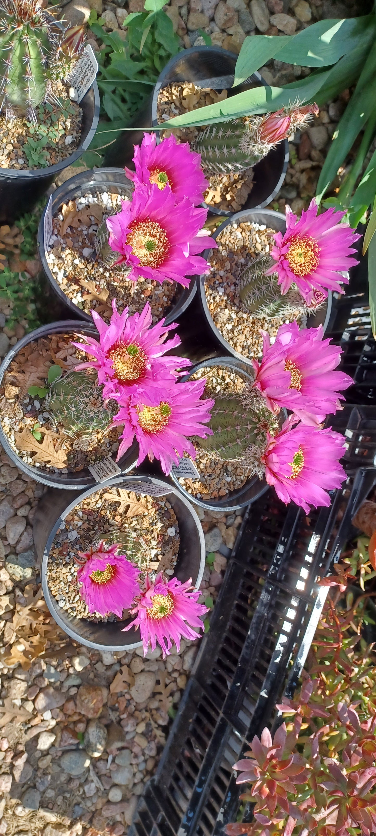 EC024: 'Purple Marvel' Echinocereus fendleri x caespitosus COLD HARDY CACTUS