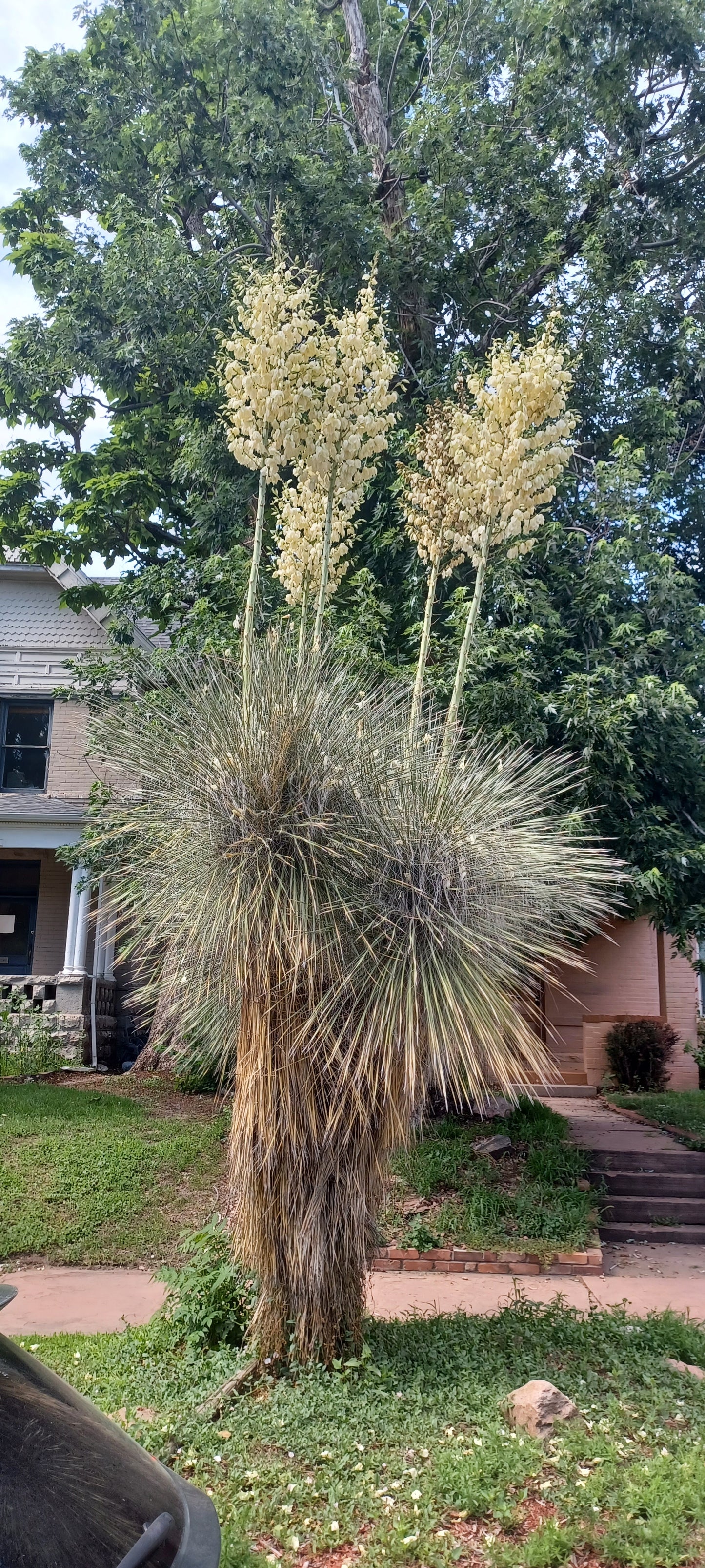 YU013: Yucca elata    COLD HARDY CACTUS