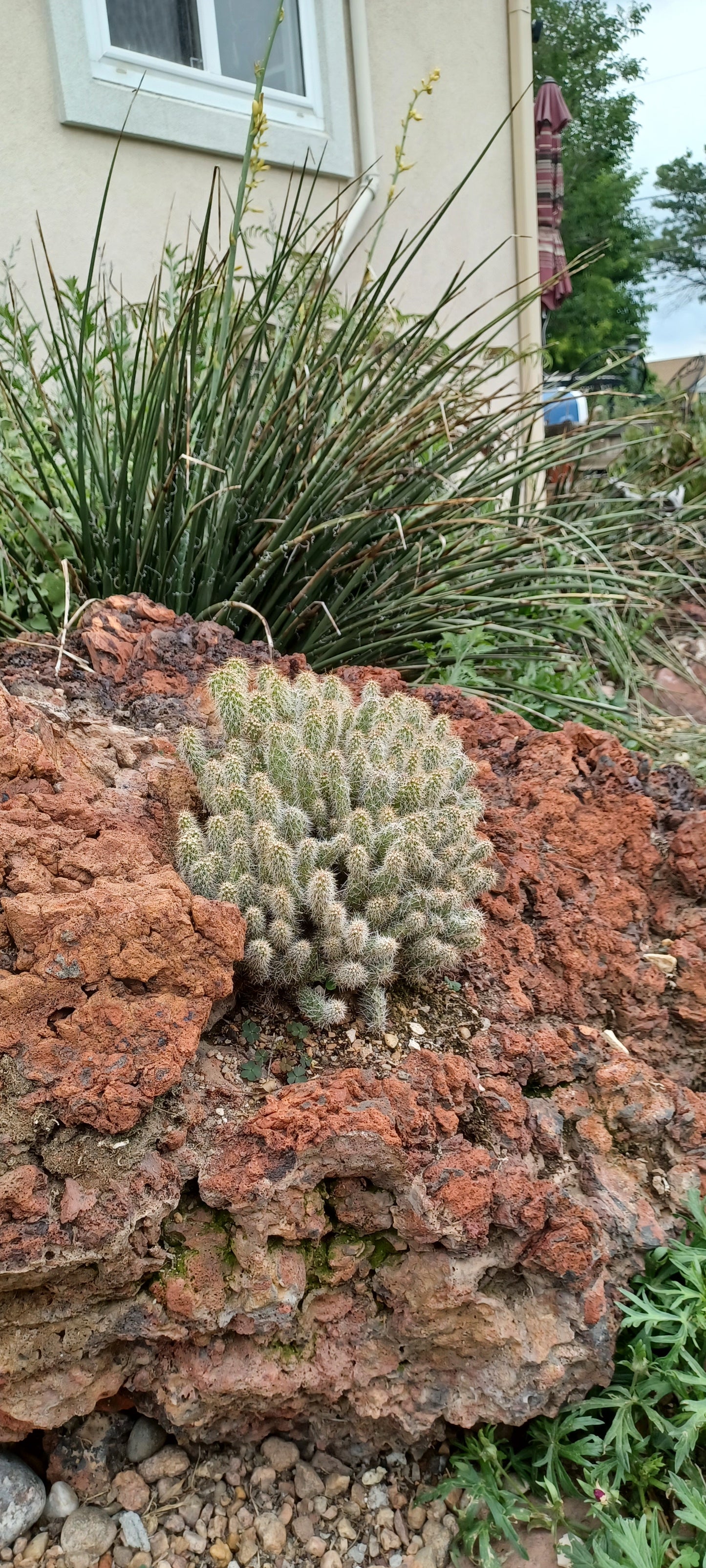 OP043: Opuntia polyacantha x cymochila 'Peter Pan' COLD HARDY CACTUS