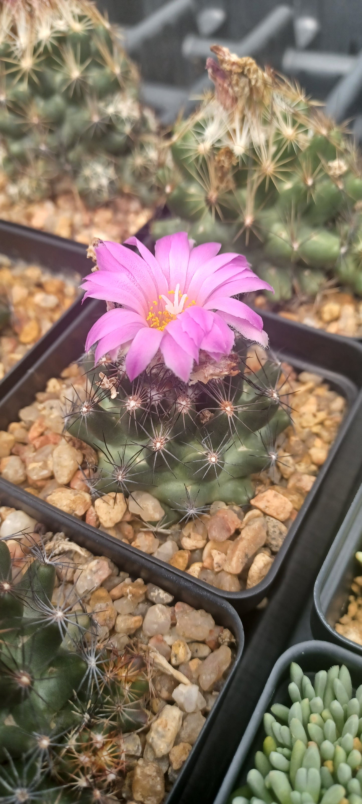 ES006: Escobaria hesteri COLD HARDY CACTUS