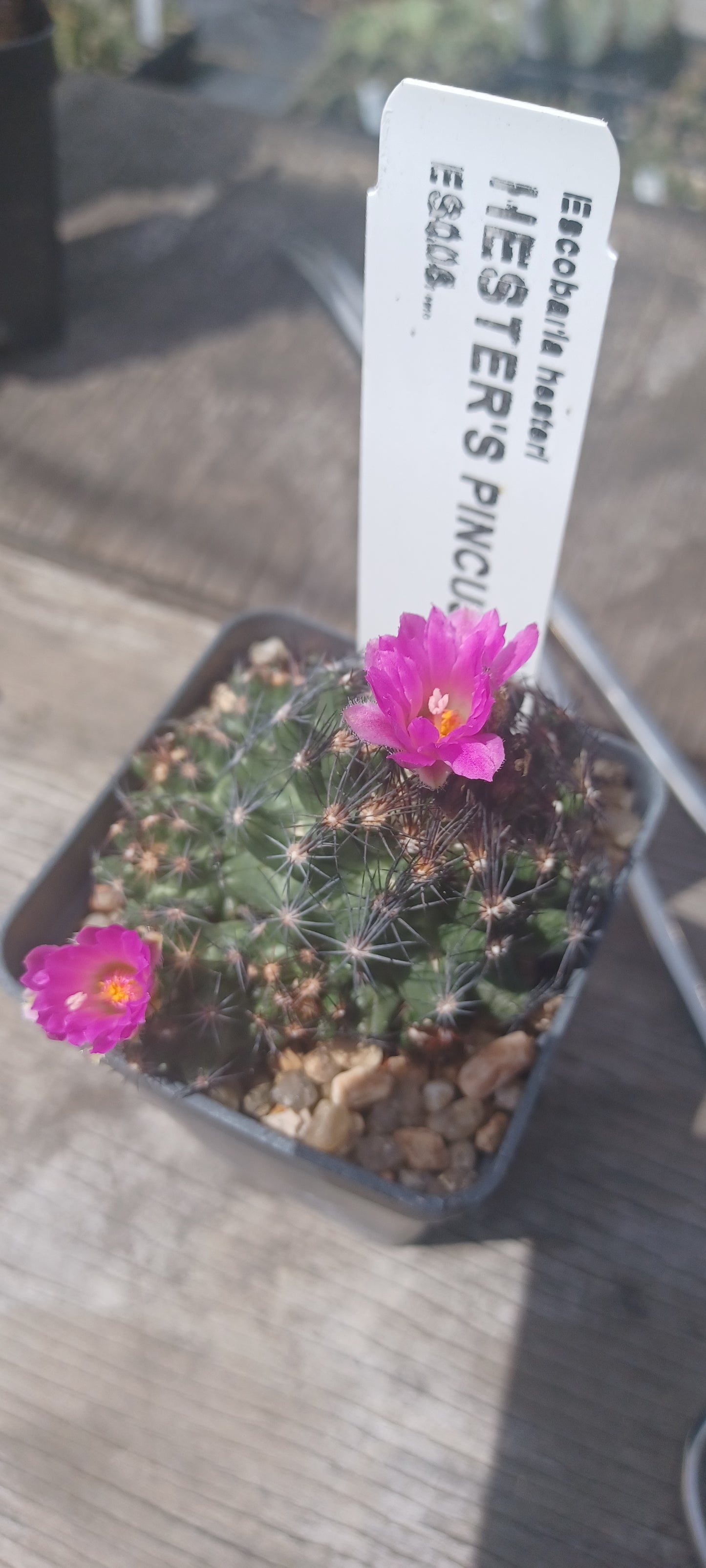 ES006: Escobaria hesteri COLD HARDY CACTUS