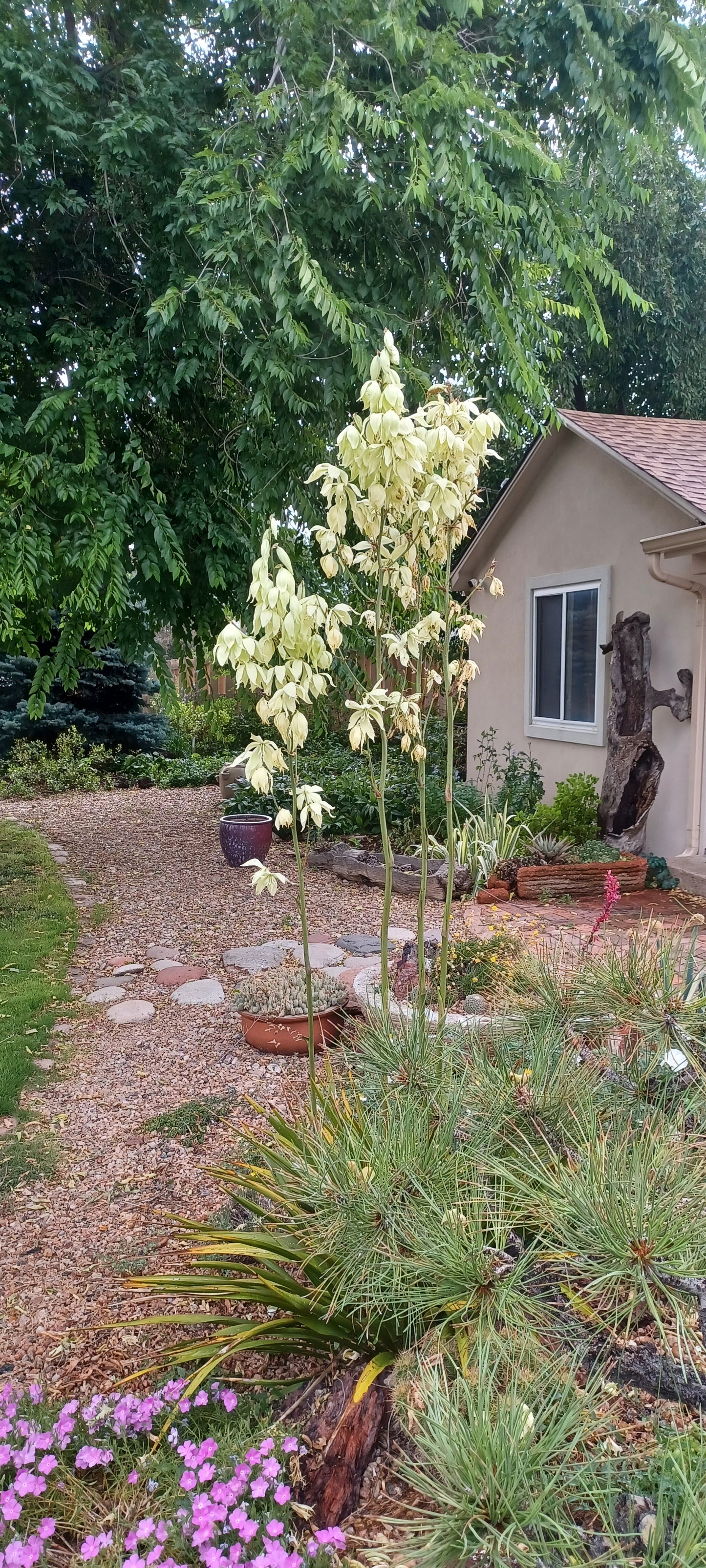 YU028:  Yucca rupicola      COLD HARDY CACTUS