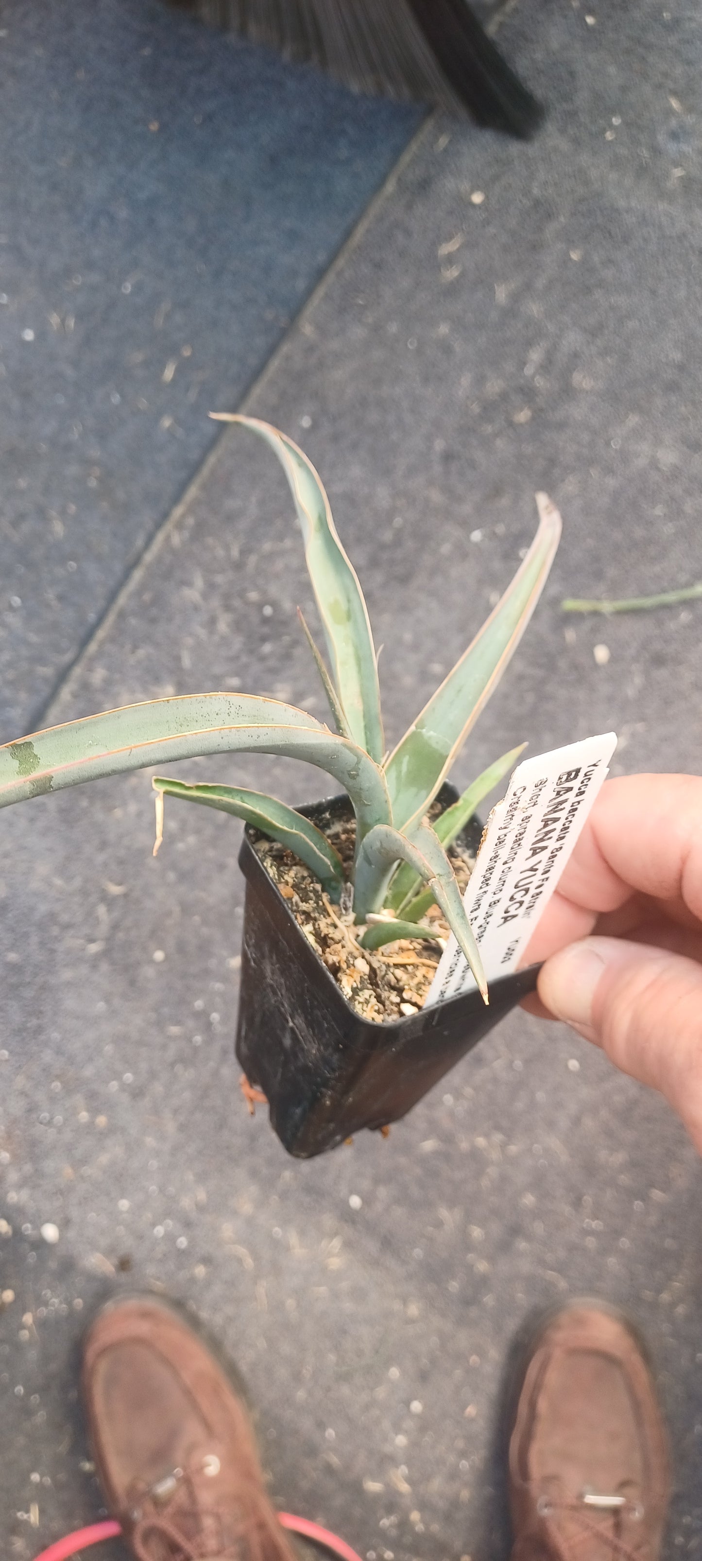 YU003: Yucca baccata  Santa Fe Form   COLD HARDY CACTUS