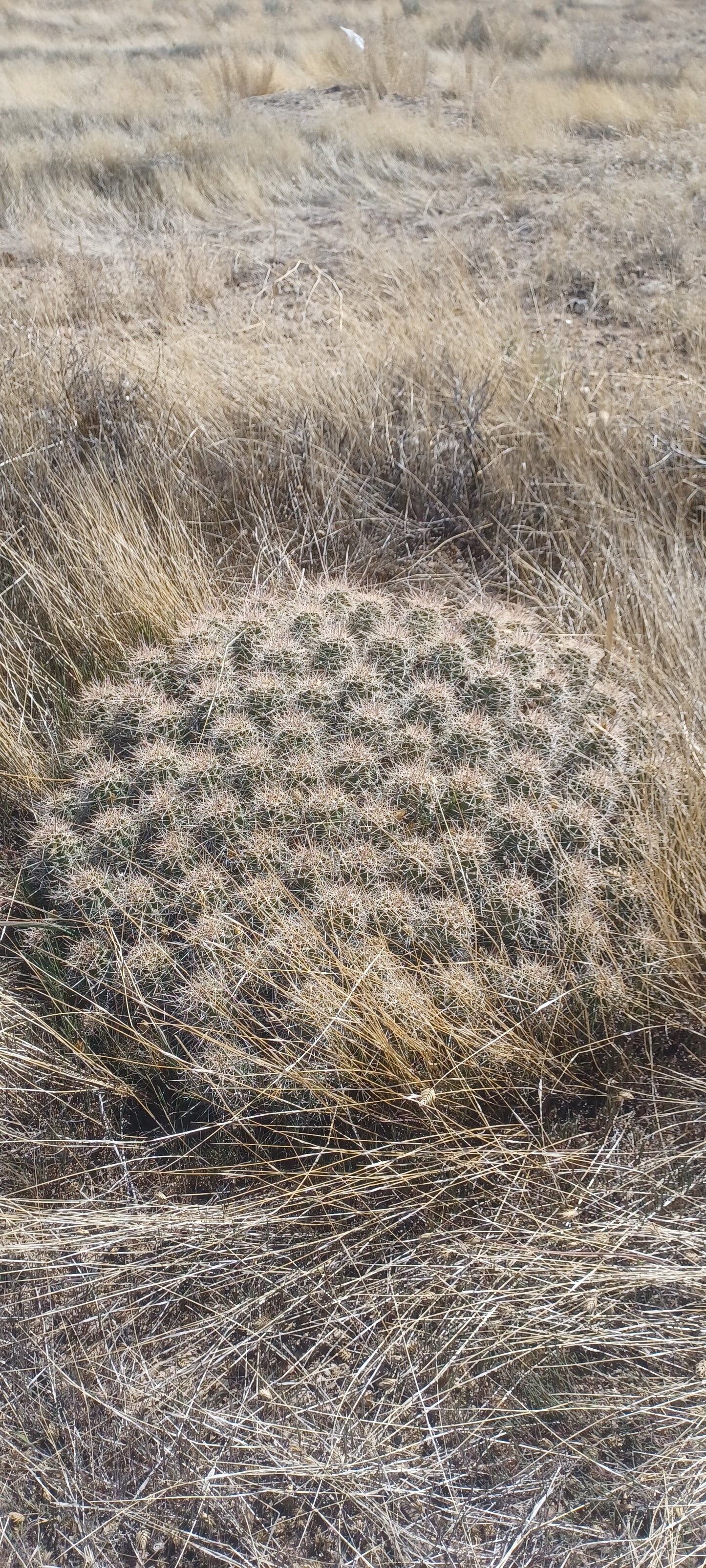 EC004: Echinocereus mojavensis (Flaming Gorge form) COLD HARDY CACTUS