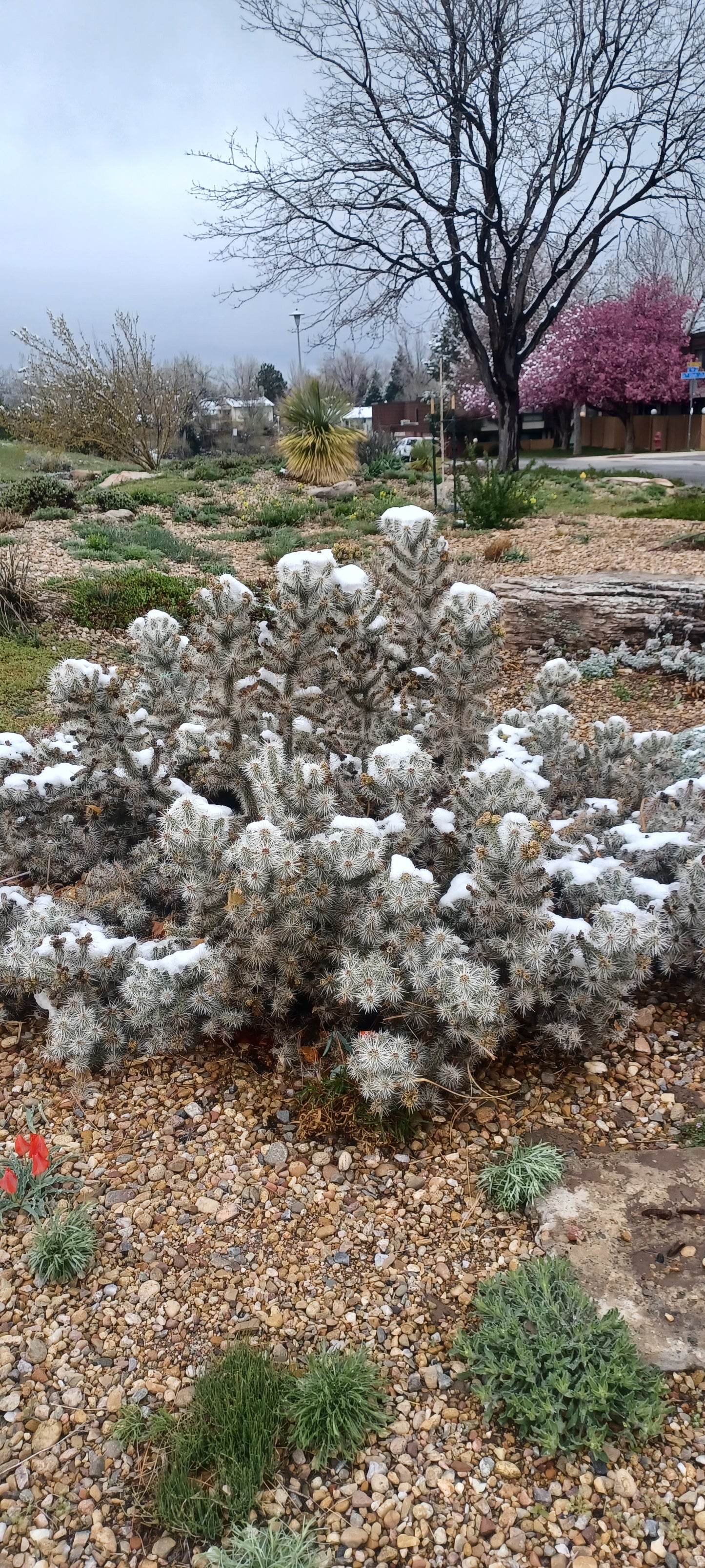 OP047: Cylindropuntia multigeniculata 'Snow Leopard' COLD HARDY CACTUS