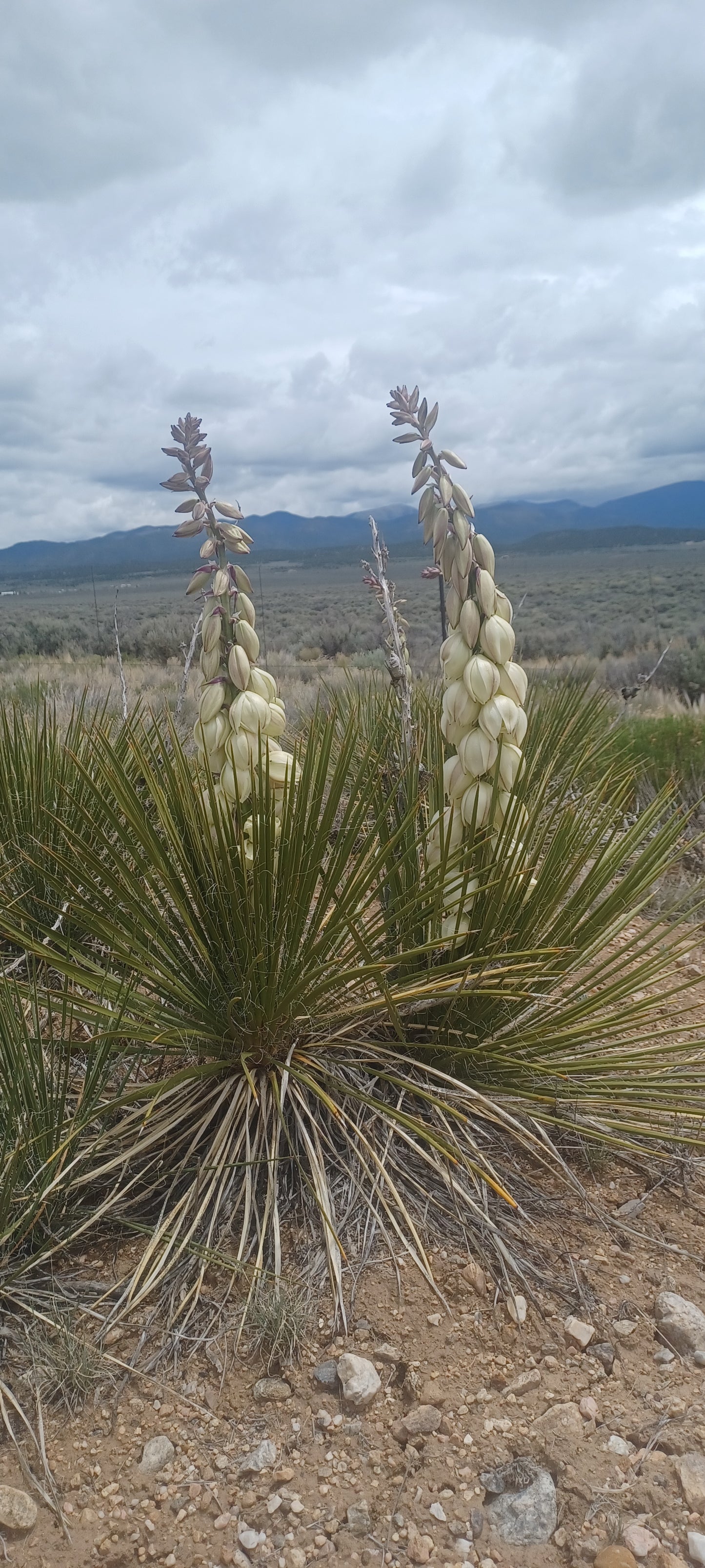 YU007: Yucca neomexicana Mini New Mexico Yucca COLD HARDY CACTUS