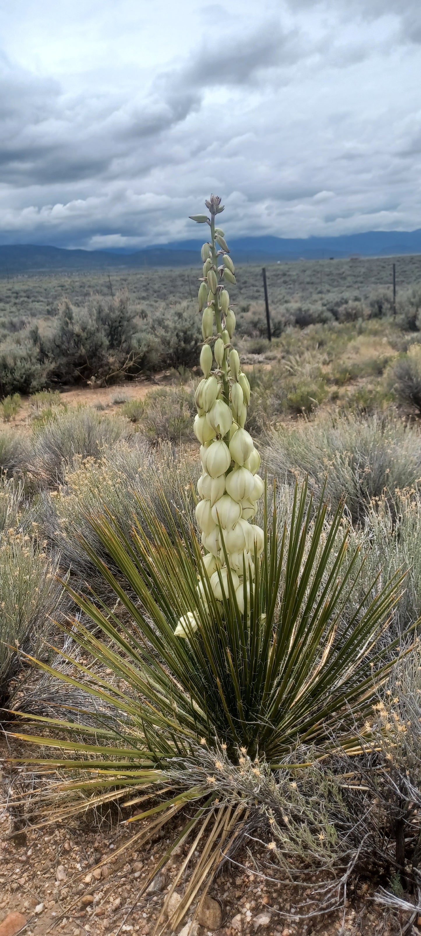 YU007: Yucca neomexicana Mini New Mexico Yucca COLD HARDY CACTUS
