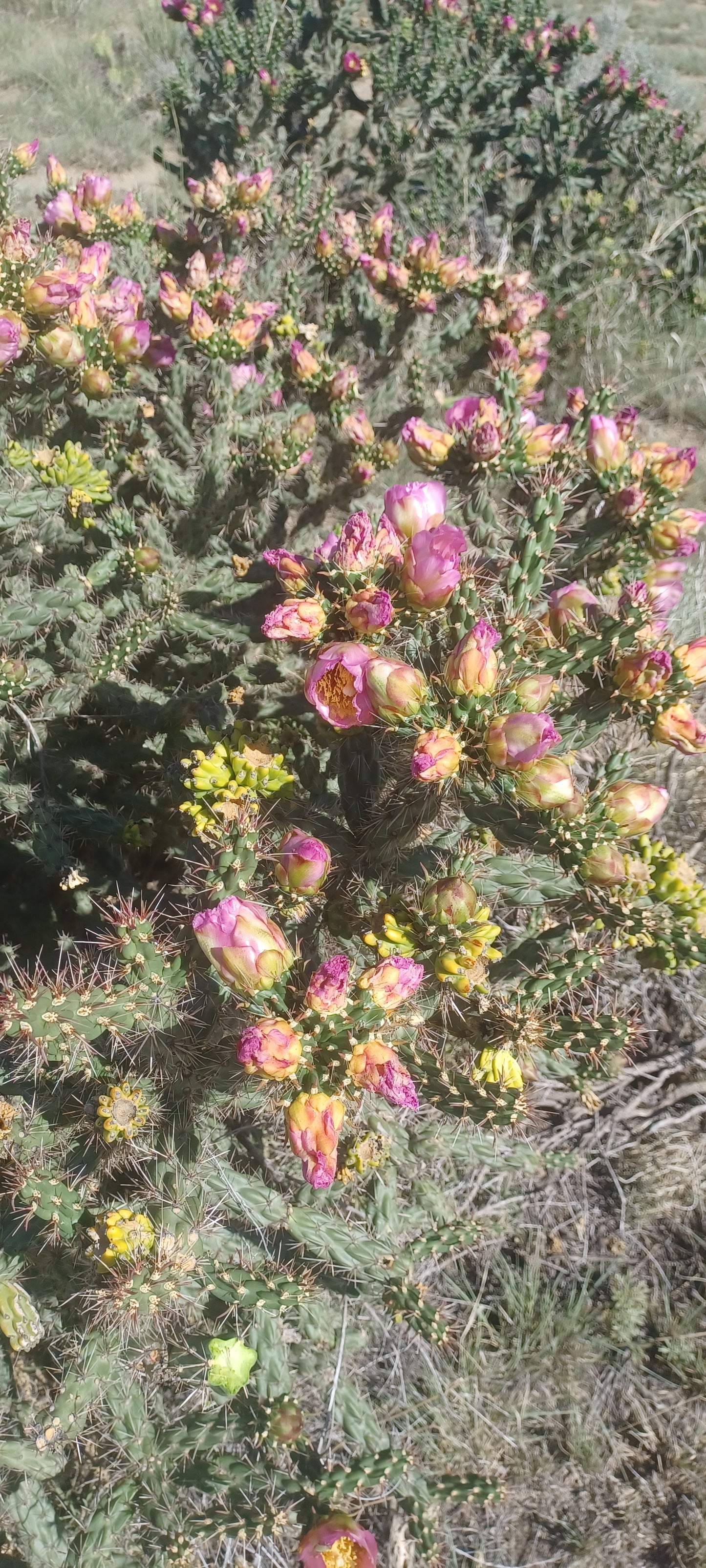 OP048: Cylindropuntia imbricata v. arborescens 'Strawberry Lemonade' COLD HARDY CACTUS
