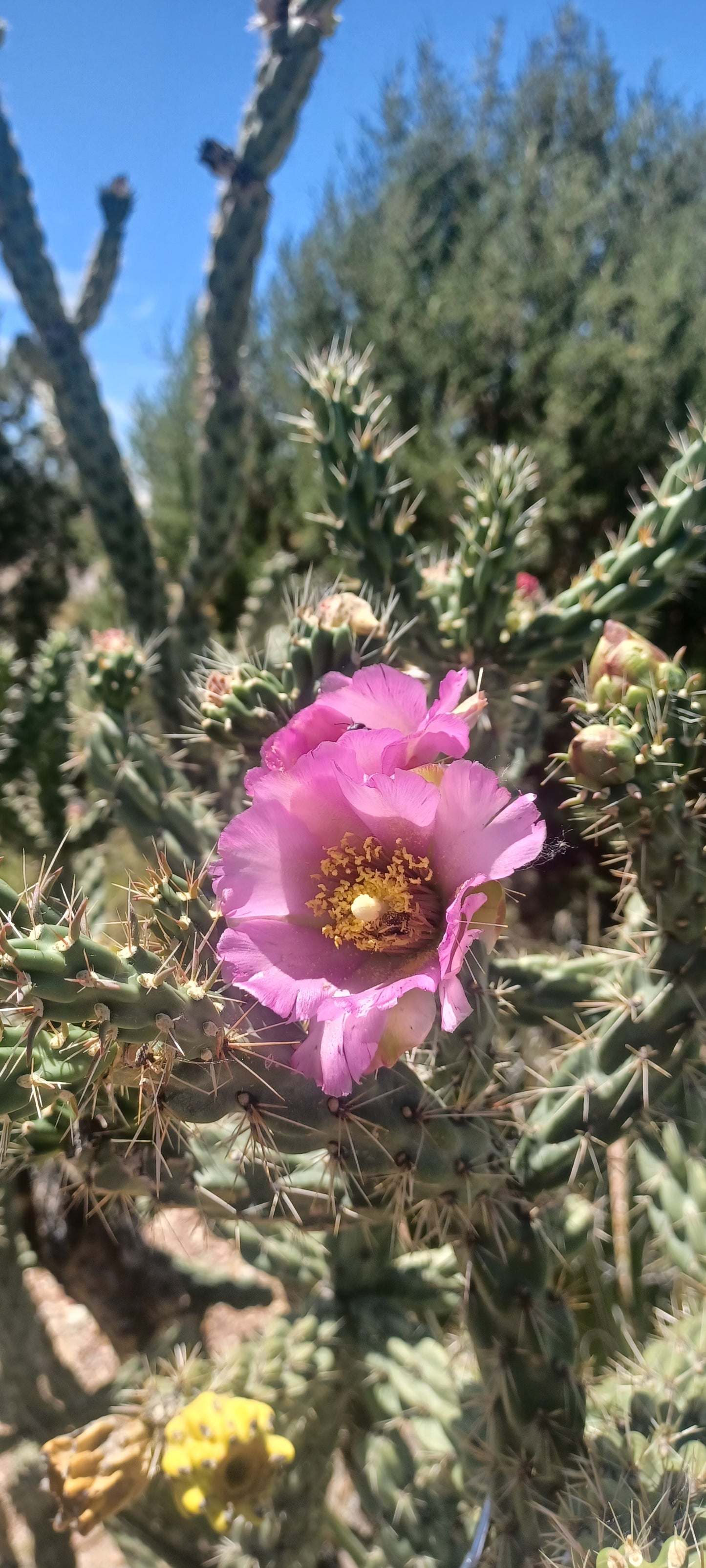 OP048: Cylindropuntia imbricata v. arborescens 'Strawberry Lemonade' COLD HARDY CACTUS