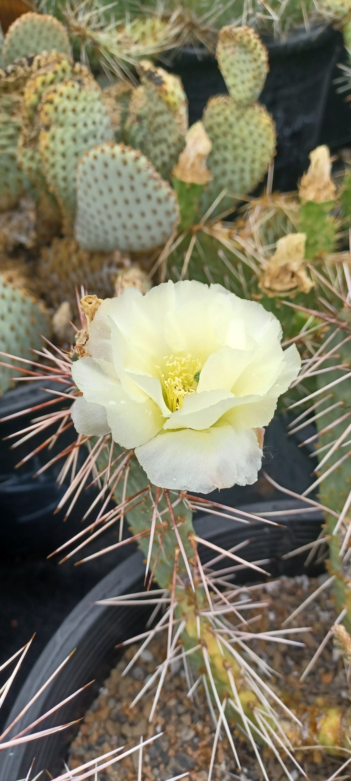 OP083: Opuntia phaeacantha x pinkavae 'Moonlight Nambe'
