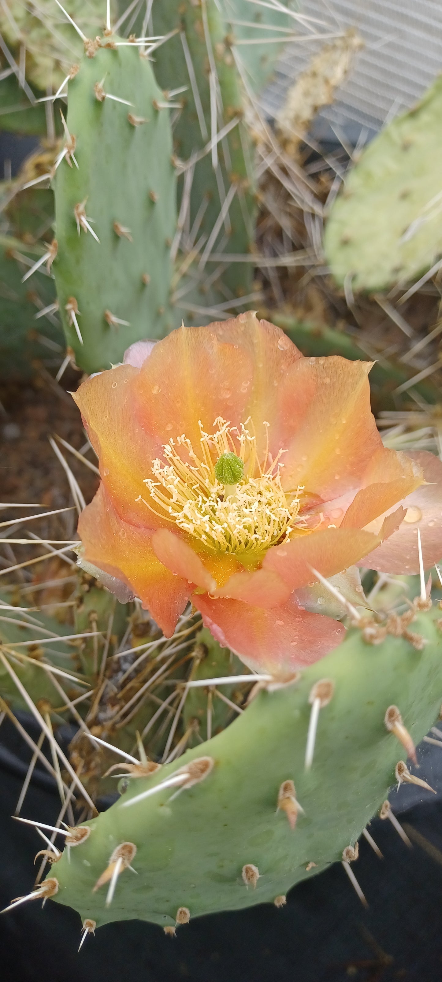 OP134: Opuntia phaeacantha v. woodsii 'Orangeade' COLD HARDY CACTUS