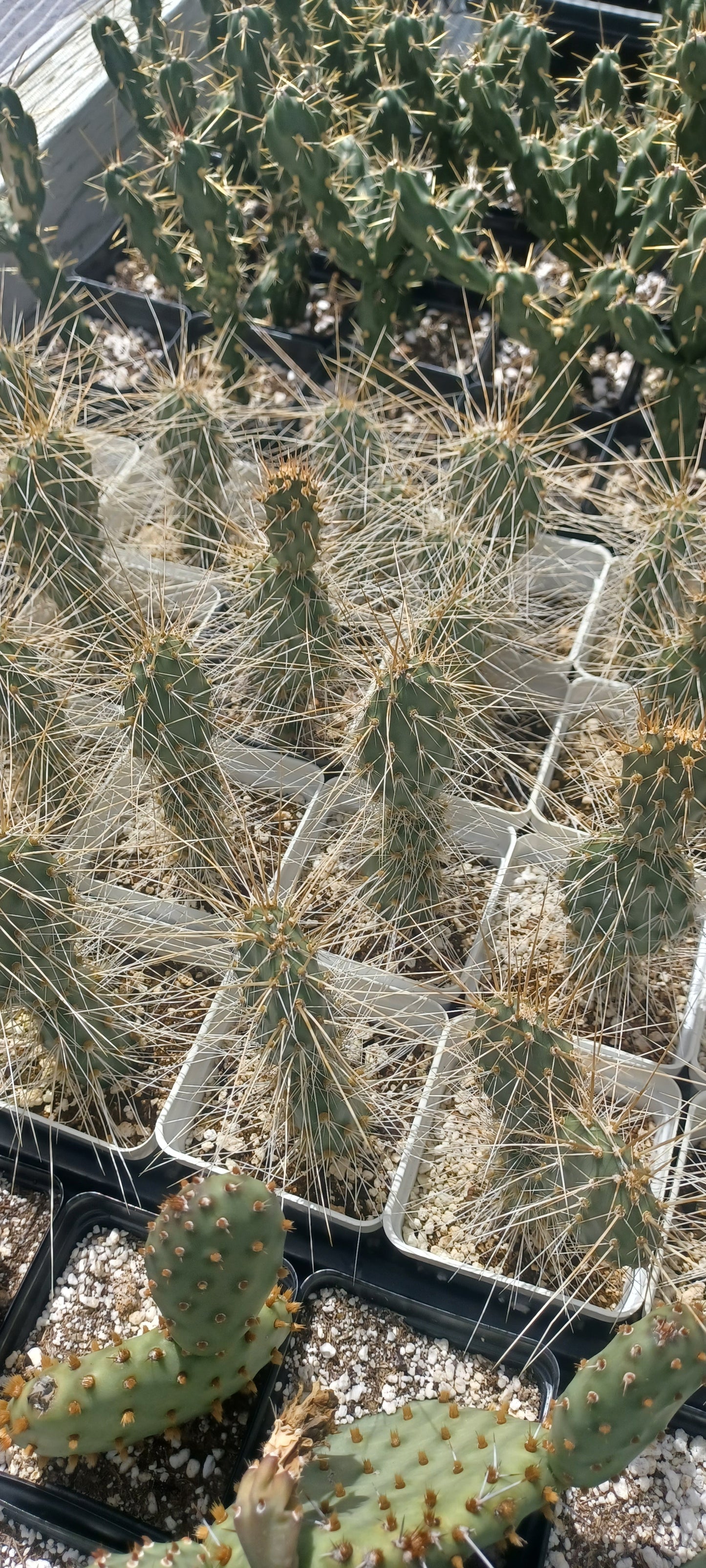 OP131: Opuntia 'Buckskin Glow'  COLD HARDY CACTUS
