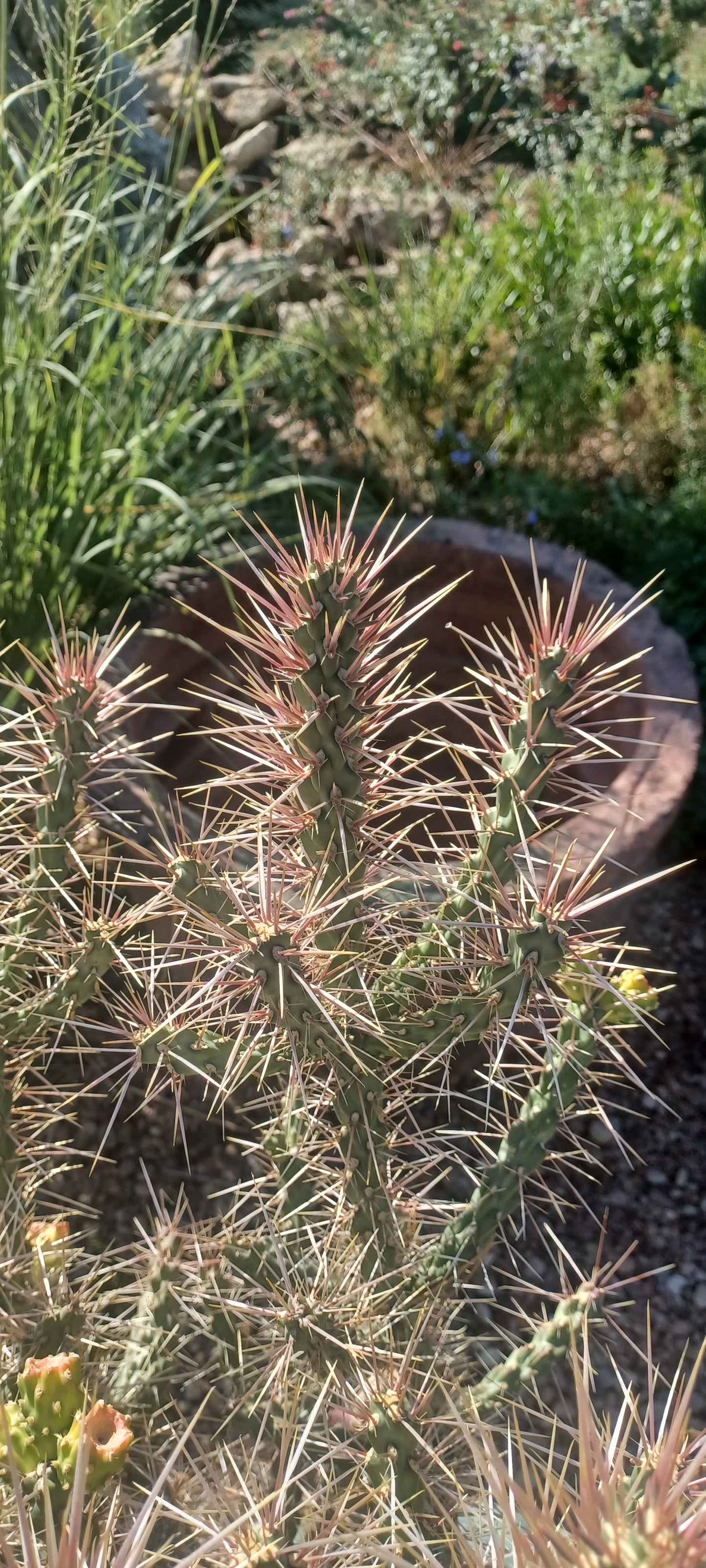OP119 Cylindropuntia x 'Morning Shimmer' COLD HARDY CACTUS