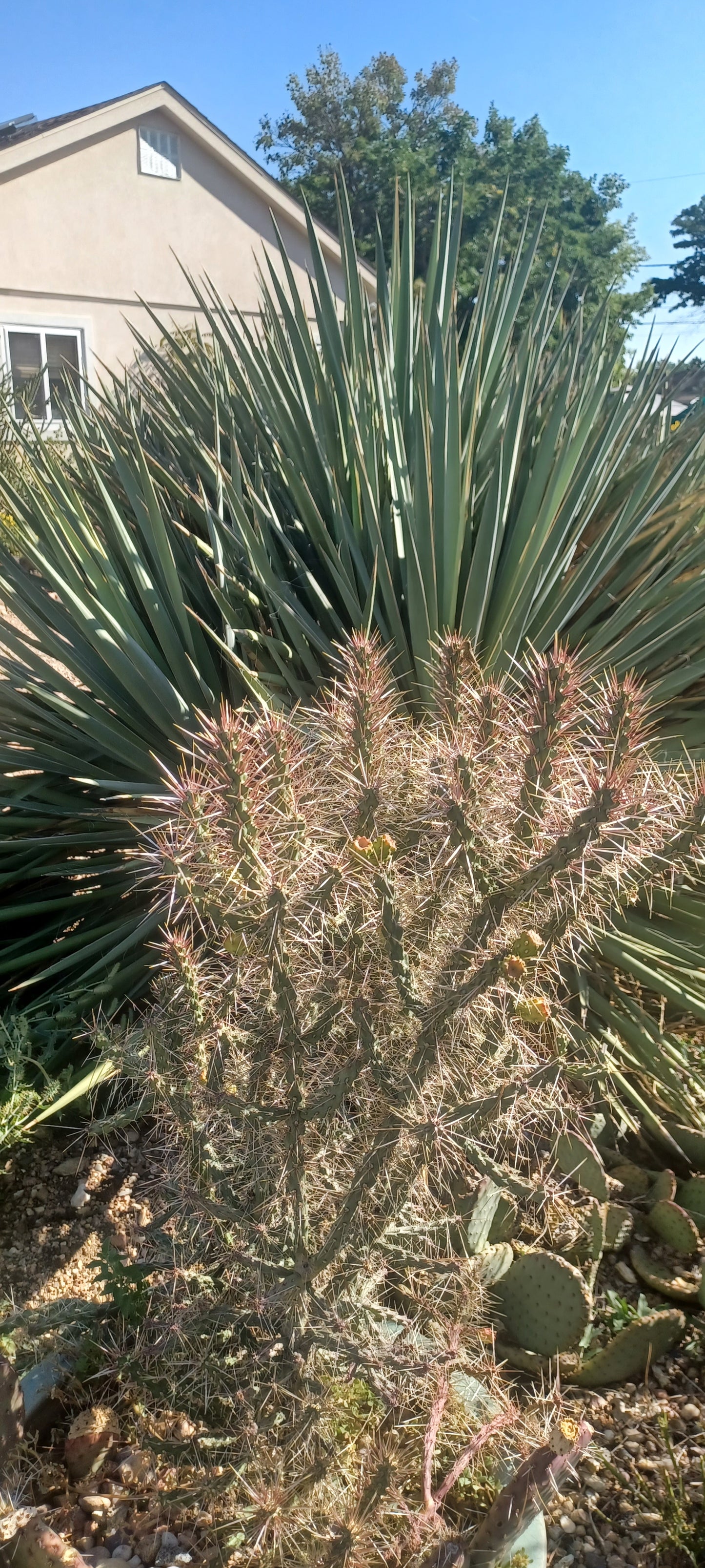 OP119 Cylindropuntia x 'Morning Shimmer' COLD HARDY CACTUS