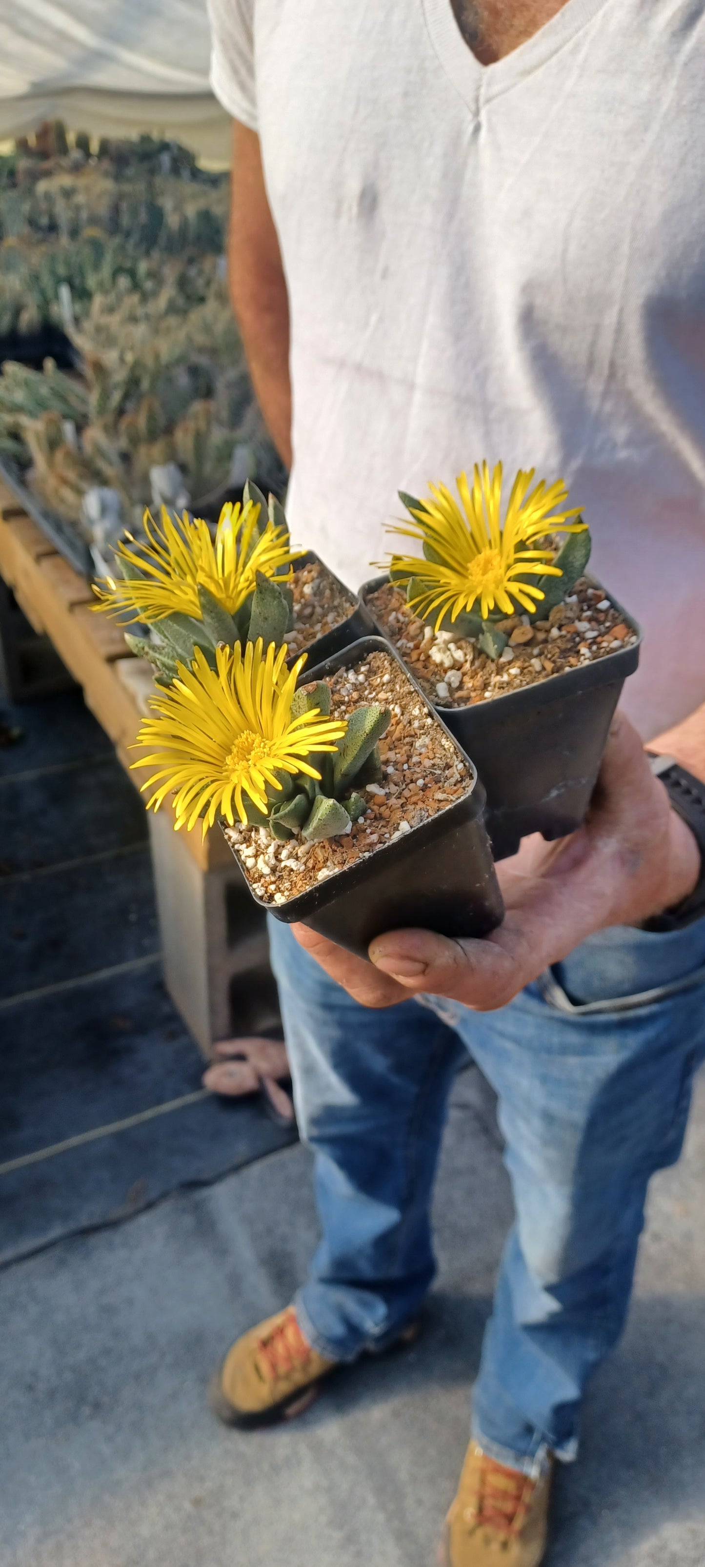 OT029: Nananthus vittatus (previously Rabiae albipuncta) COLD HARDY CACTUS