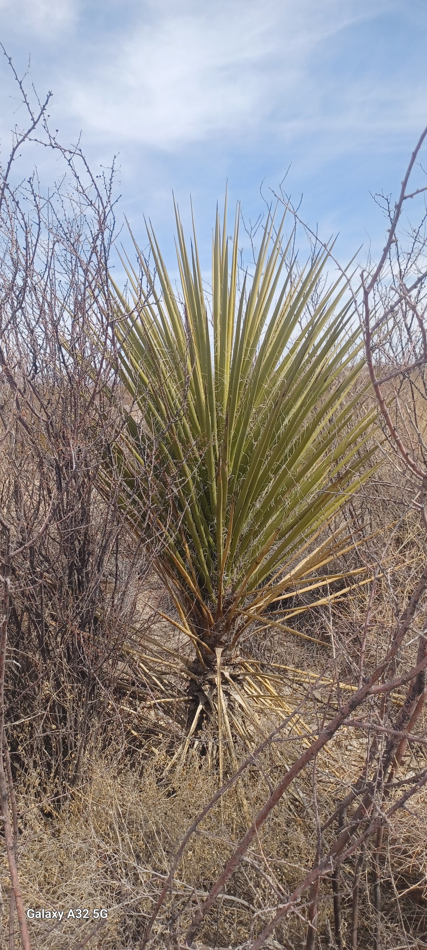 YU011: Yucca torreyi (Torrey's Tree Yucca) COLD HARDY CACTUS