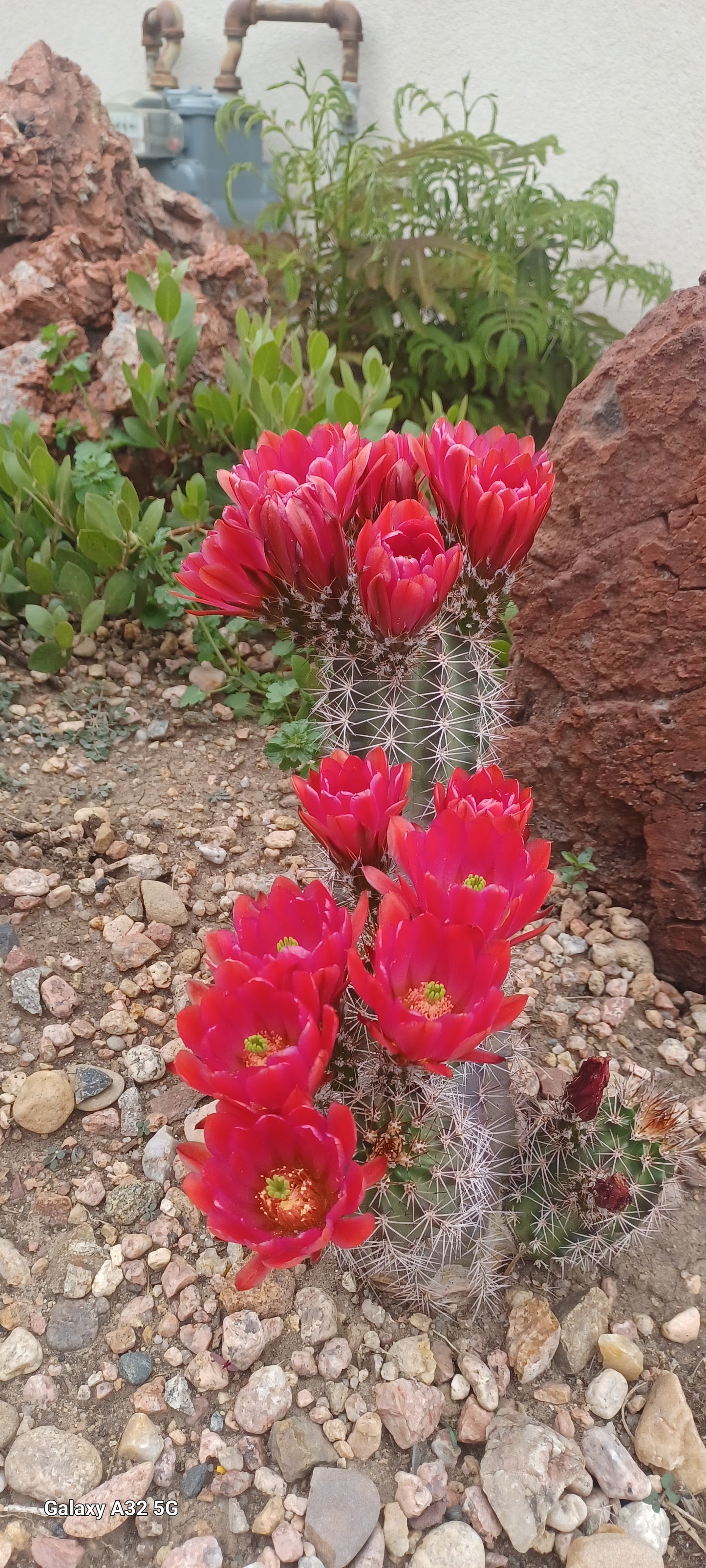 EC012: Echinocereus x lloydii, Lloyd's Hedgehog Cactus COLD HARDY CACTUS