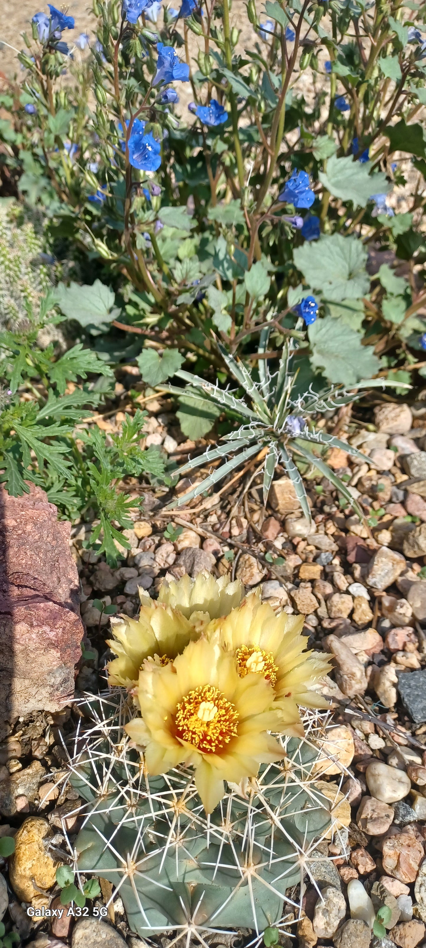CO004: Coryphantha robustispina ssp. scheerii COLD HARDY CACTUS