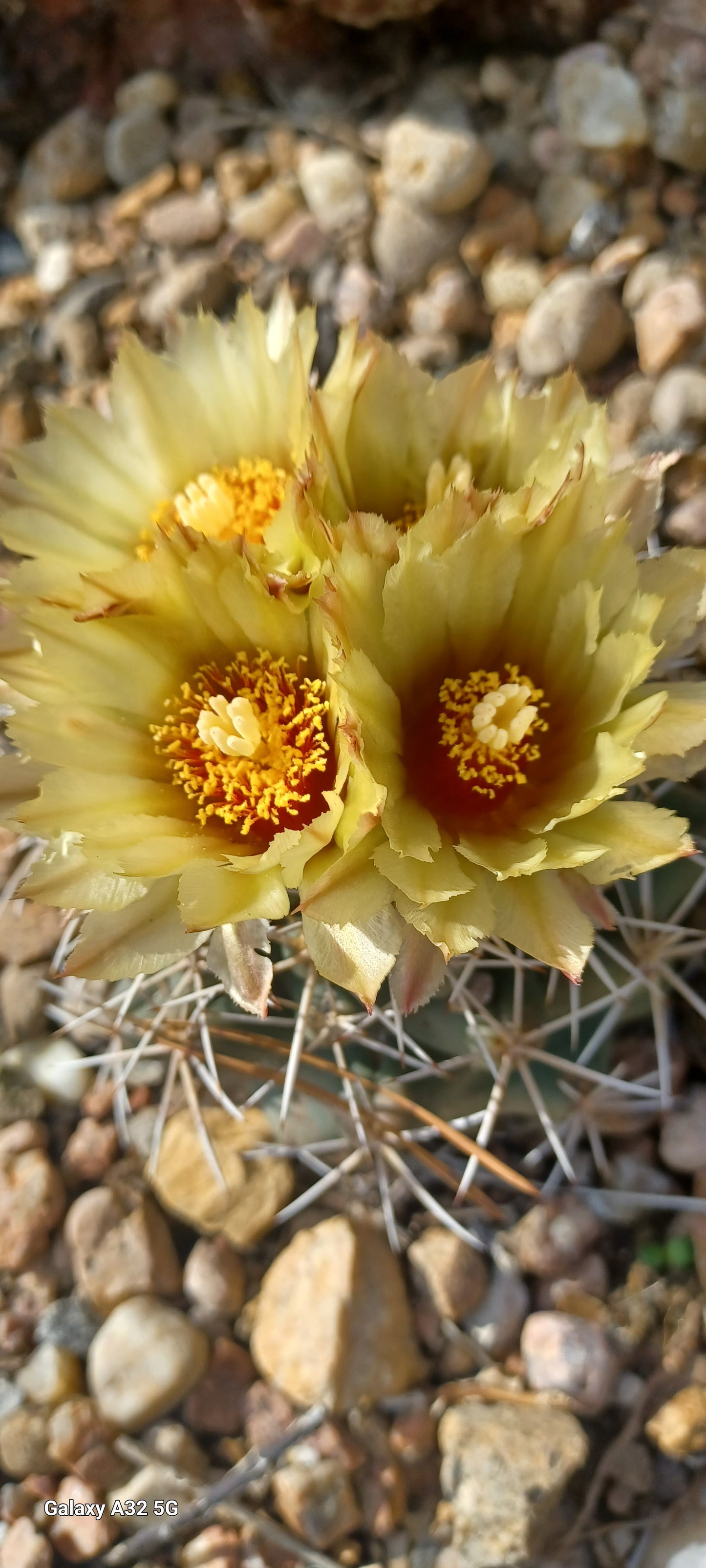 CO004: Coryphantha robustispina ssp. scheerii COLD HARDY CACTUS