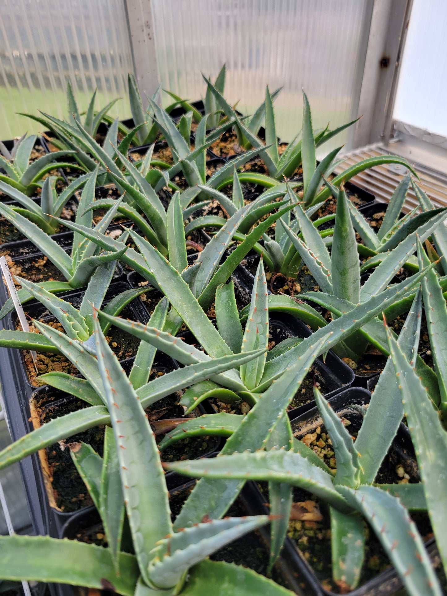 AG020: Agave x glomerulifera COLD HARDY CACTUS