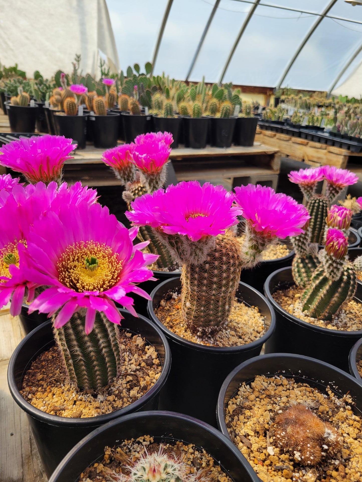 EC028: Echinocereus reichenbachii ssp. perbellus v. nova COLD HARDY CACTUS