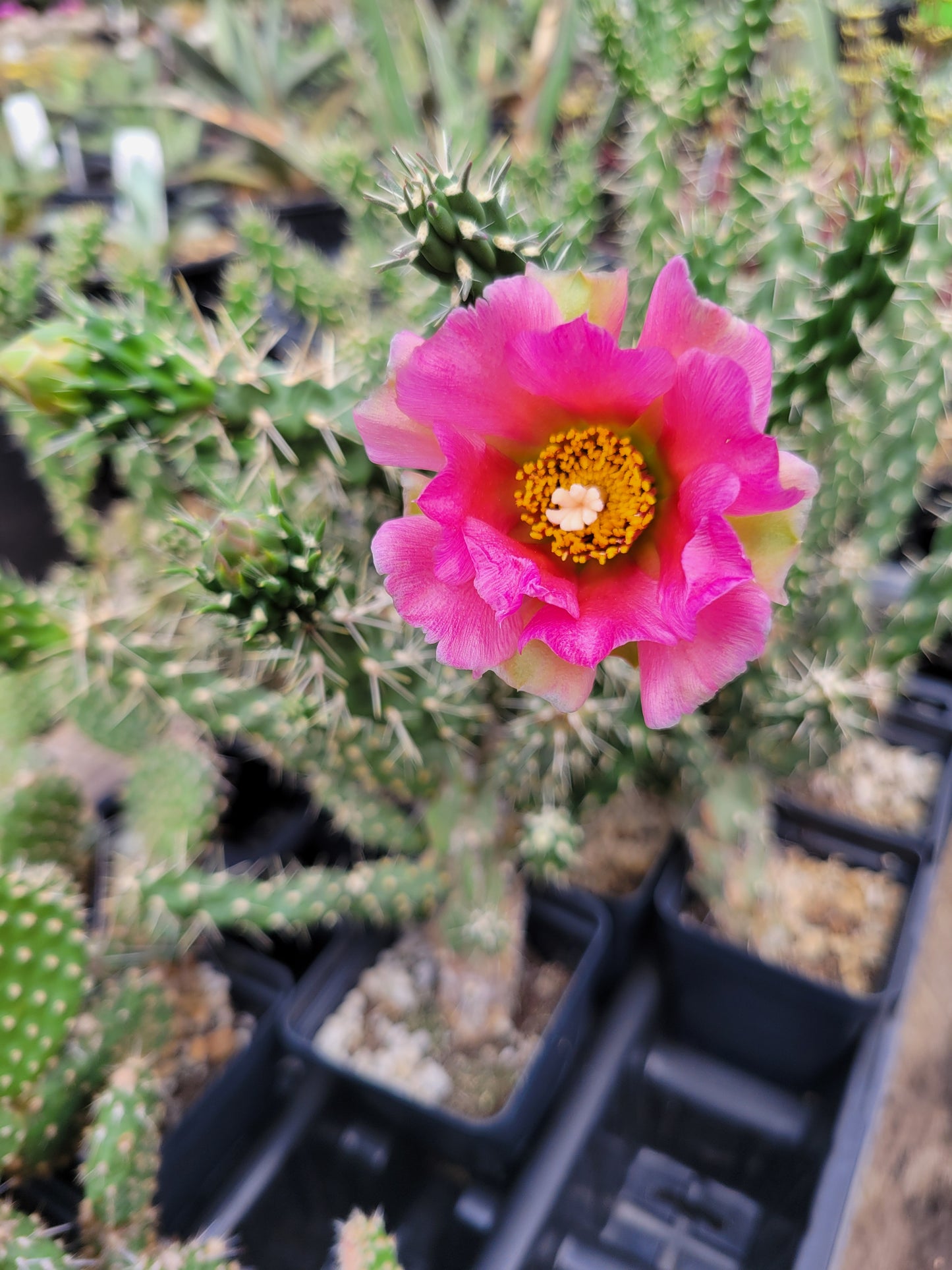 OP028 Cylindropuntia x anasaziensis COLD HARDY CACTUS