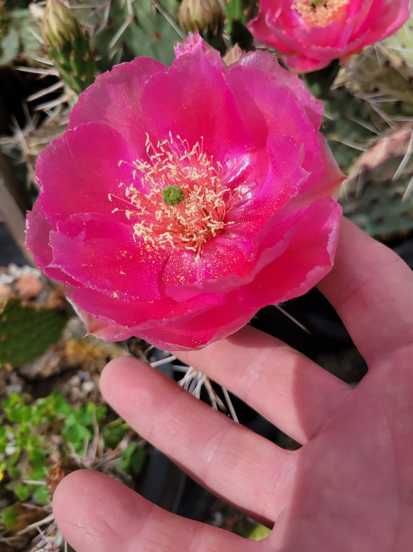 OP008: Opuntia 'Mesa Melon' COLD HARDY CACTUS