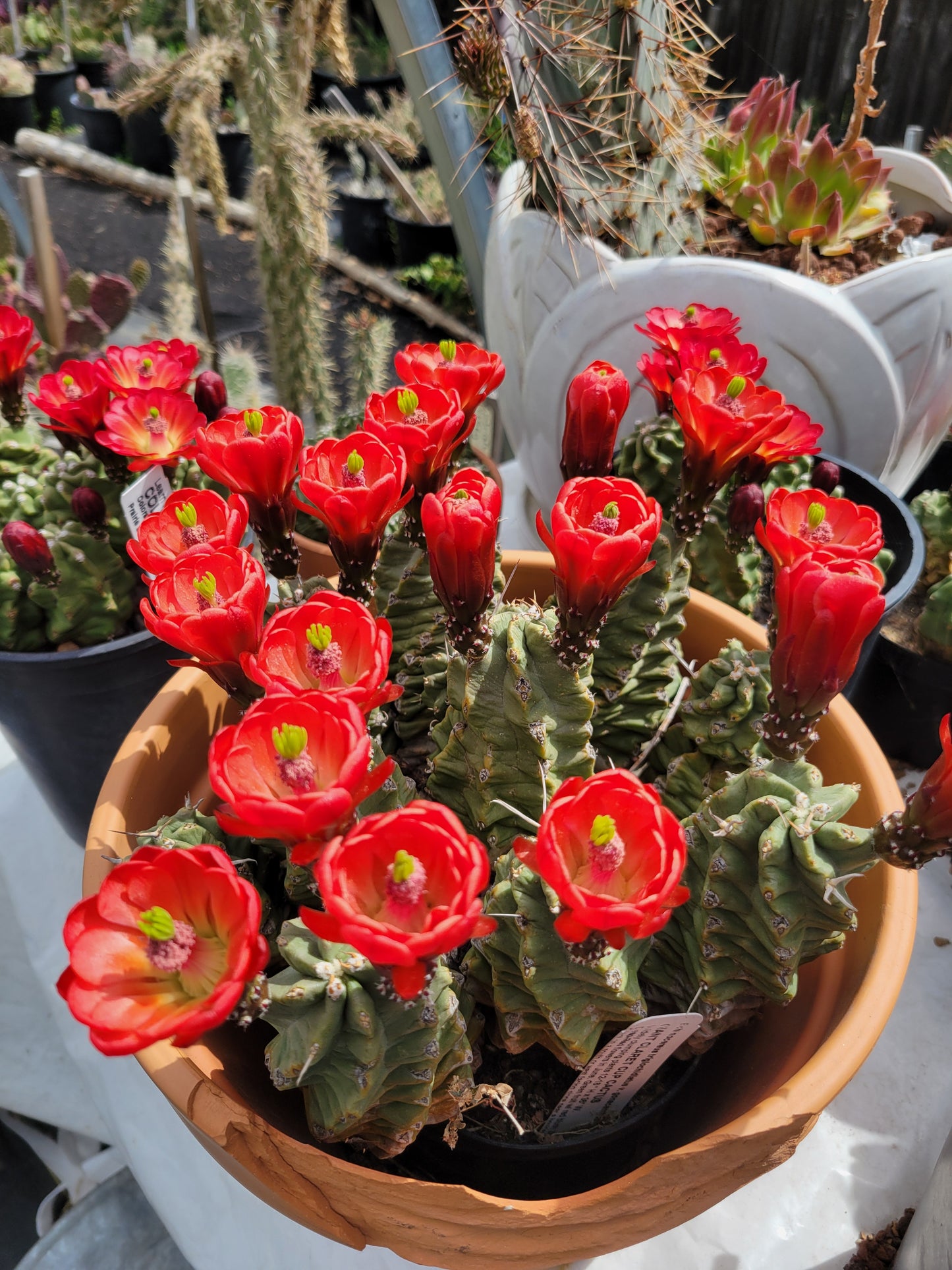 EC005: Echinocereus mojavensis v. inermis COLD HARDY CACTUS