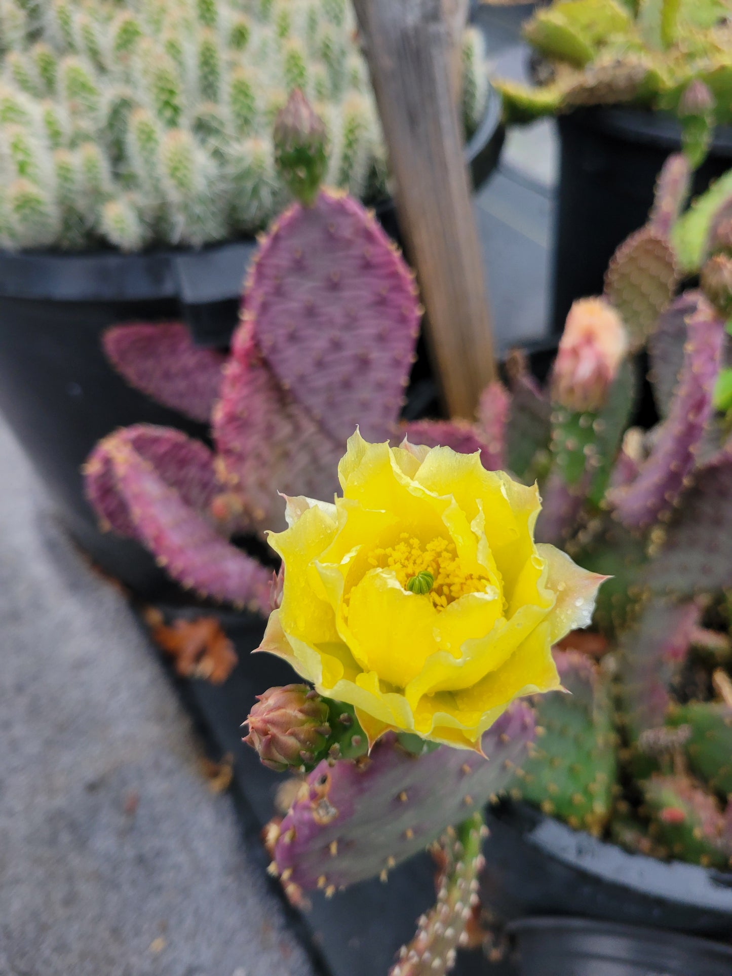 OP125: Opuntia hybrid WALK IN BEAUTY Raspberry Lemon Sorbet COLD HARDY CACTUS