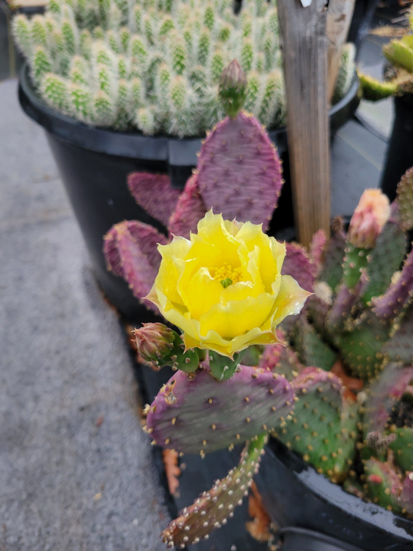 OP125: Opuntia hybrid WALK IN BEAUTY Raspberry Lemon Sorbet COLD HARDY CACTUS