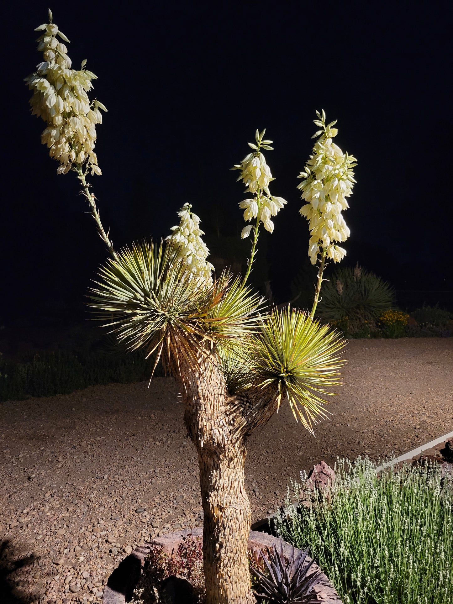 YU018: Yucca thompsoniana COLD HARDY CACTUS