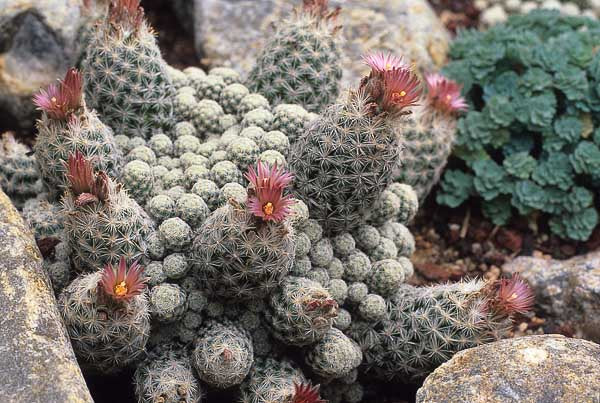 ES002: Escobaria sneedii COLD HARDY CACTUS