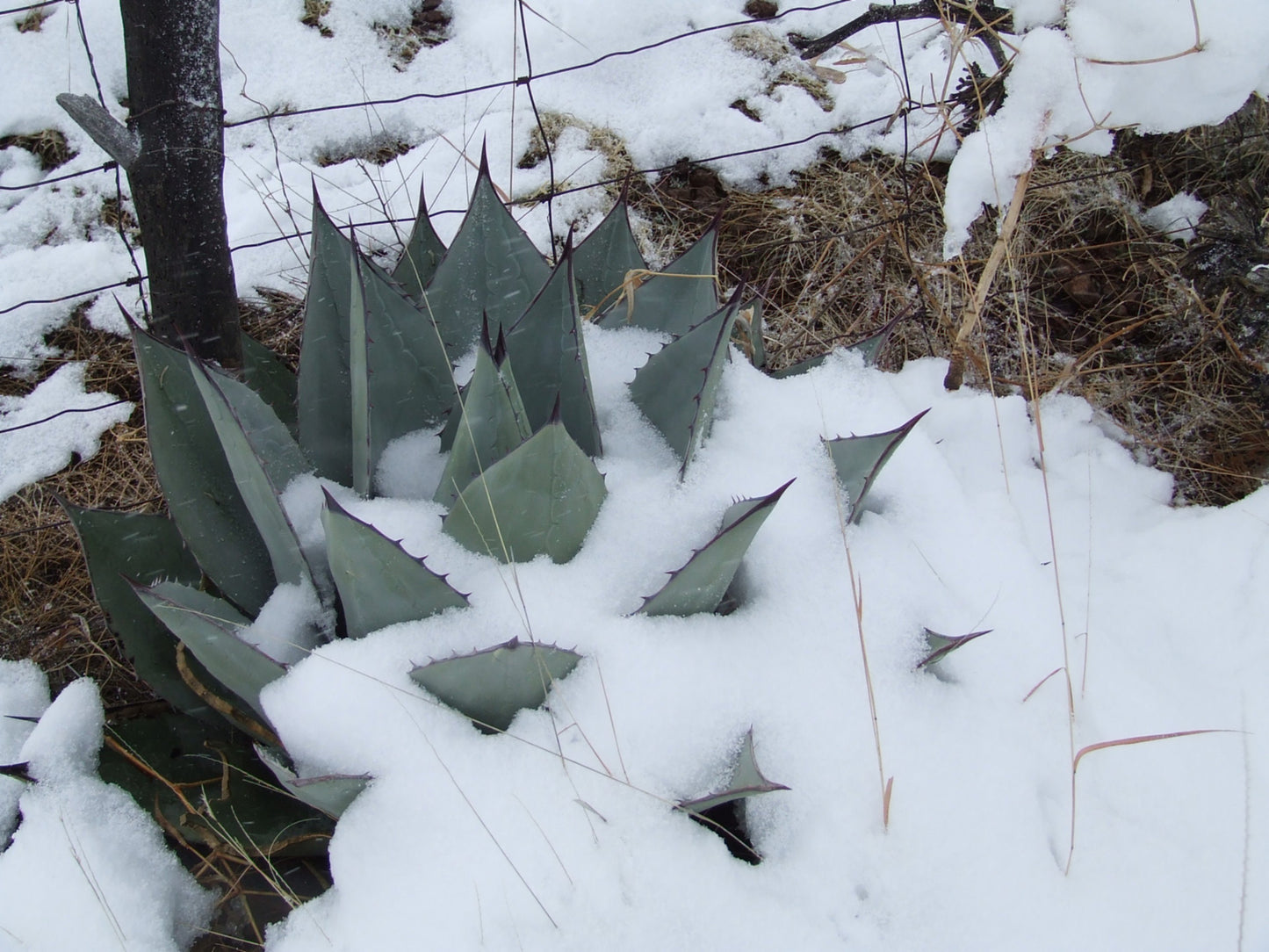 AG004: Agave havardiana  Davis Mountains Form   COLD HARDY CACTUS