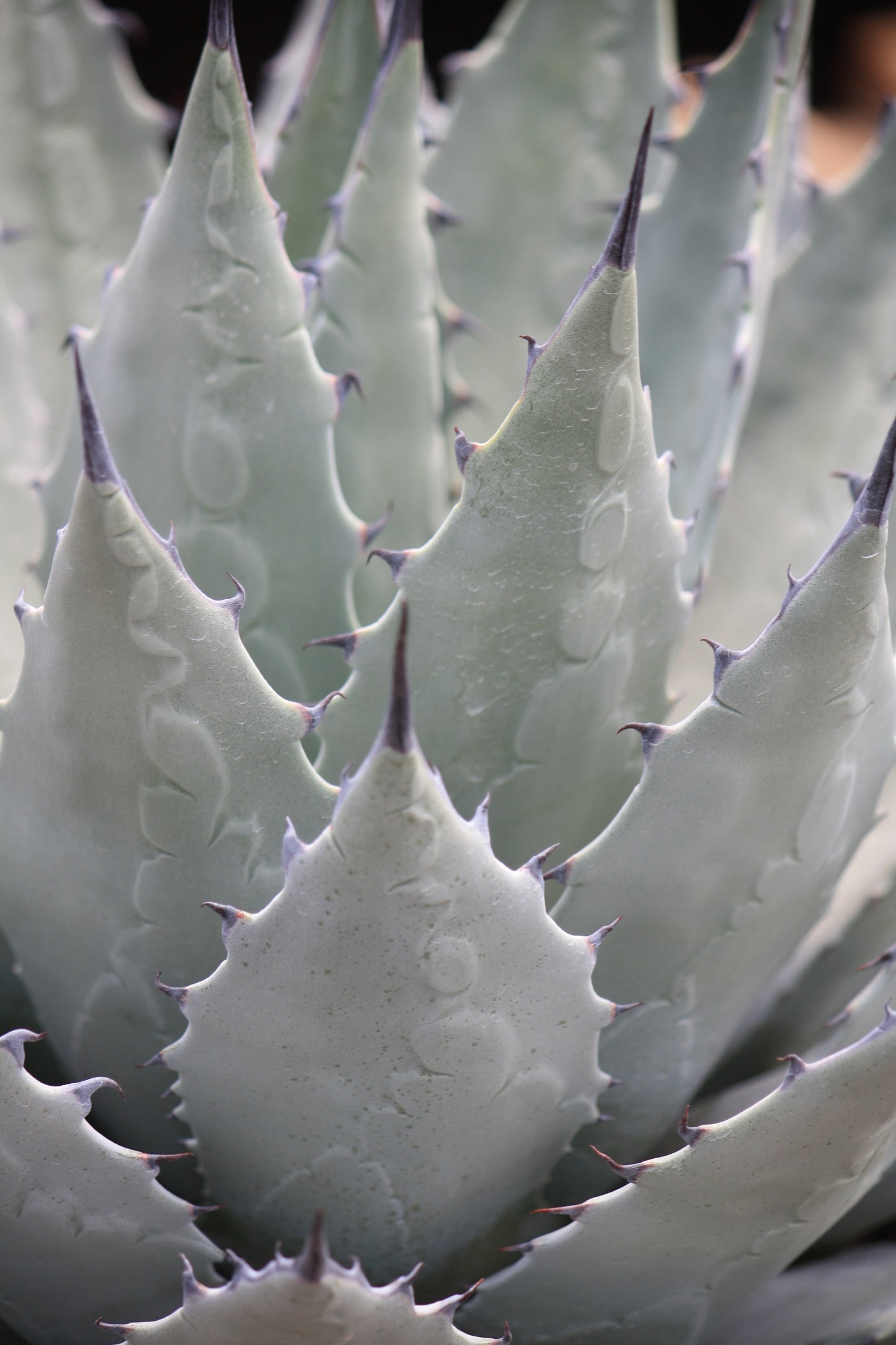 AG002:  Agave parryi v. neomexicana x utahensis 'Deep Blue Form' COLD HARDY CACTUS