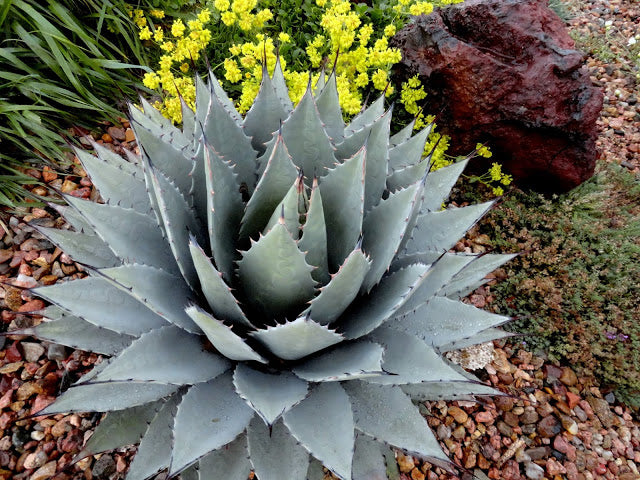 AG002:  Agave parryi v. neomexicana x utahensis 'Deep Blue Form' COLD HARDY CACTUS