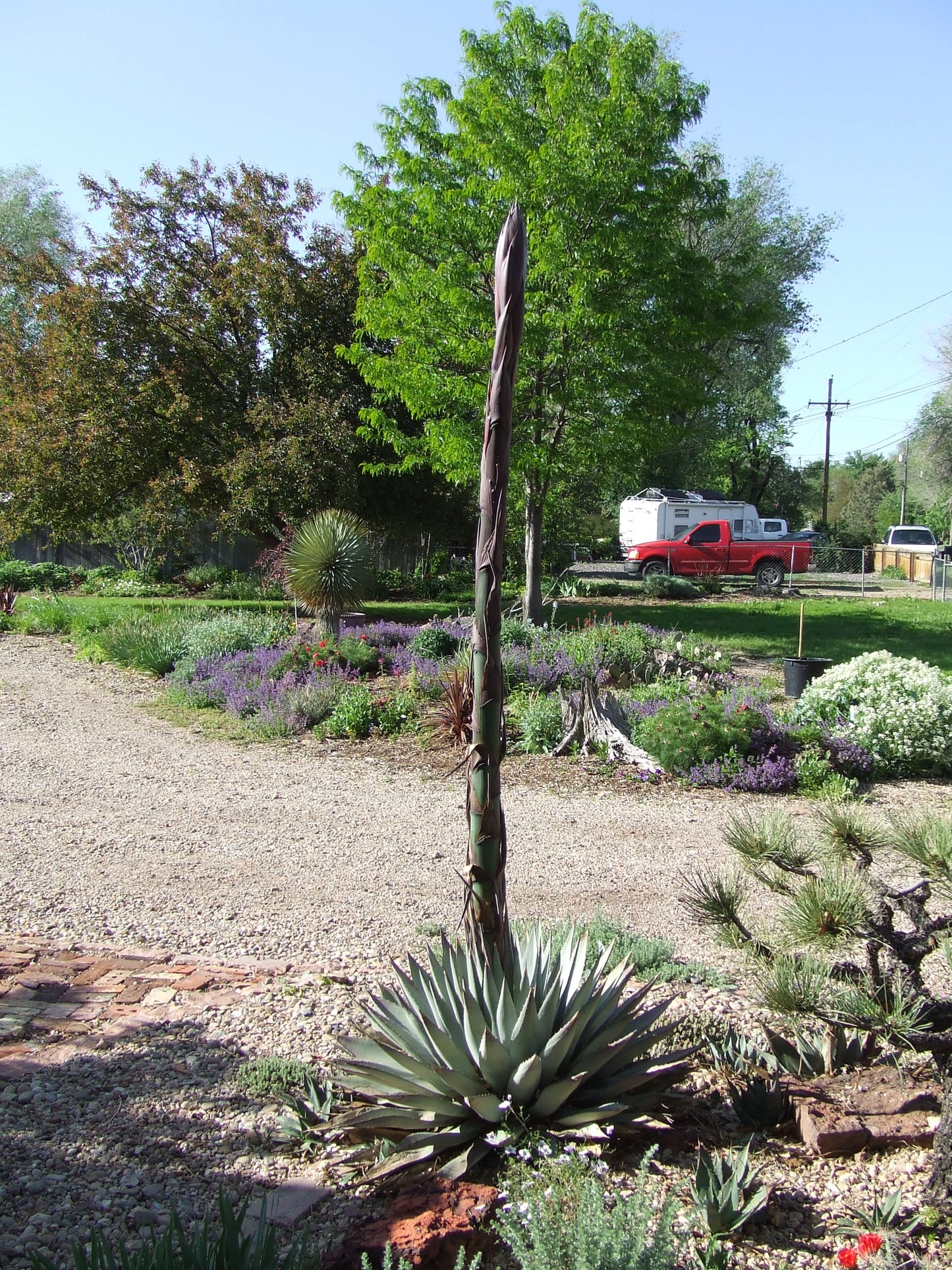 AG013: Agave gracilipes COLD HARDY CACTUS