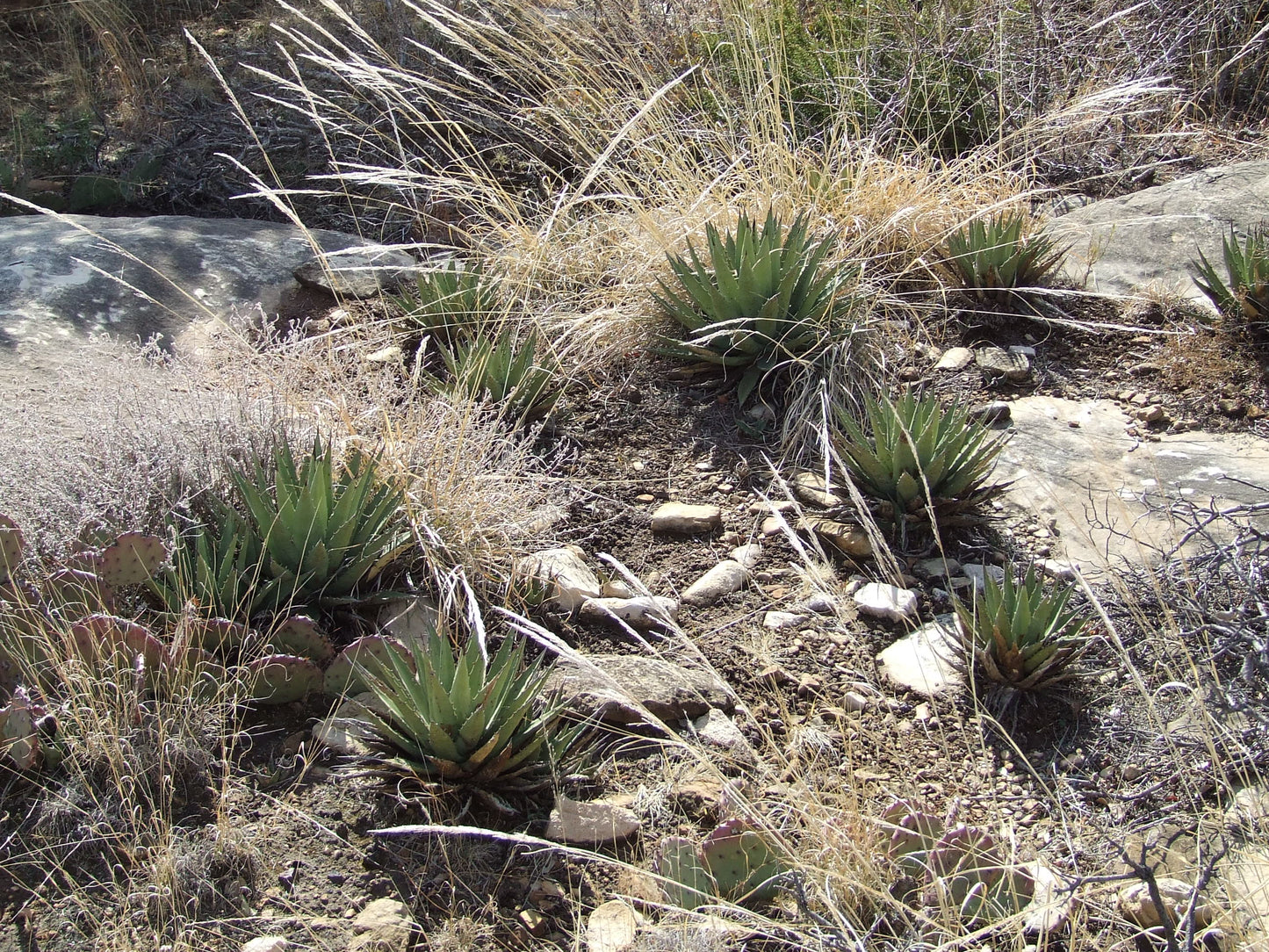 AG013: Agave gracilipes COLD HARDY CACTUS