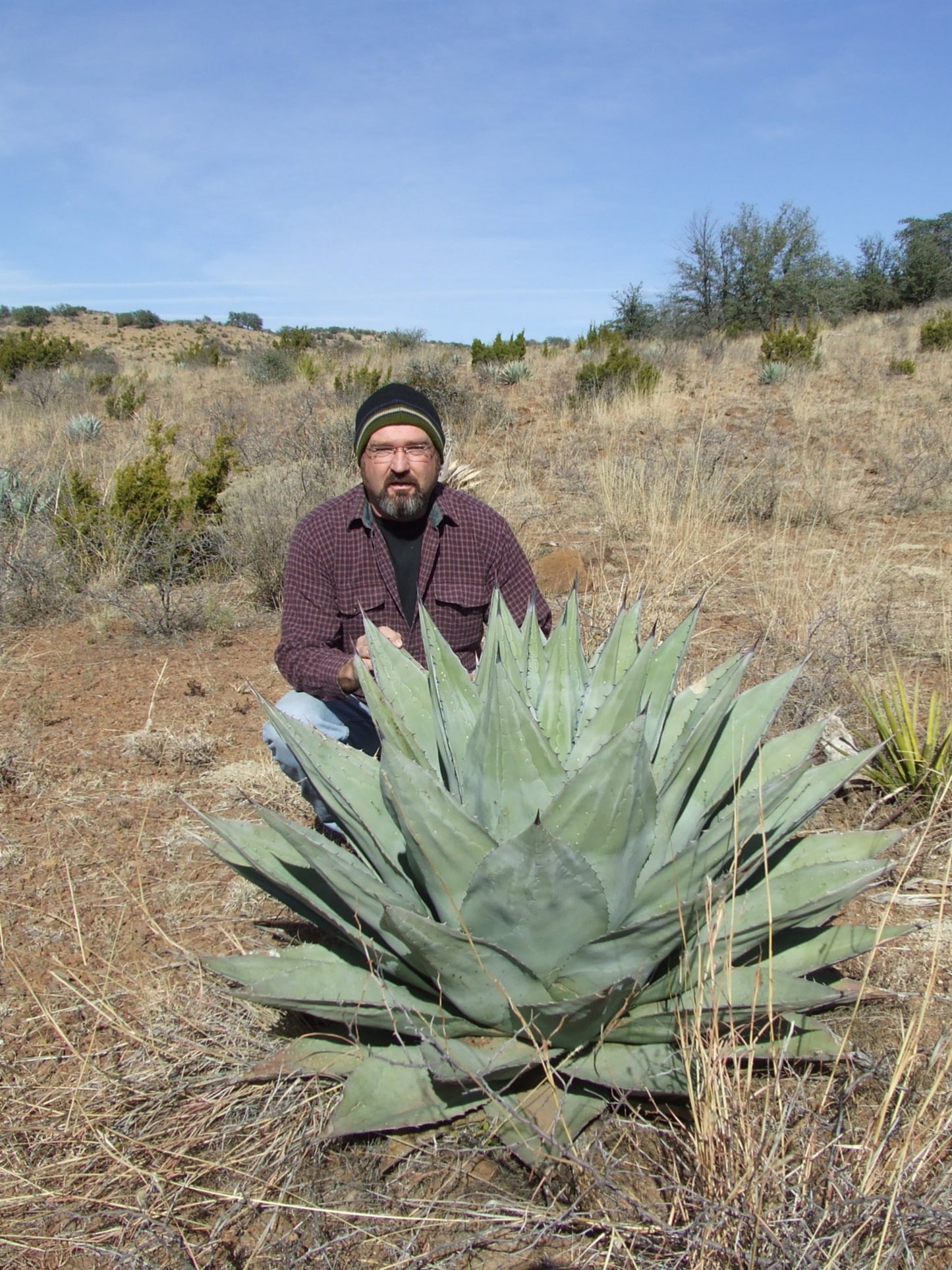 AG004: Agave havardiana Davis Mountains Form COLD HARDY CACTUS