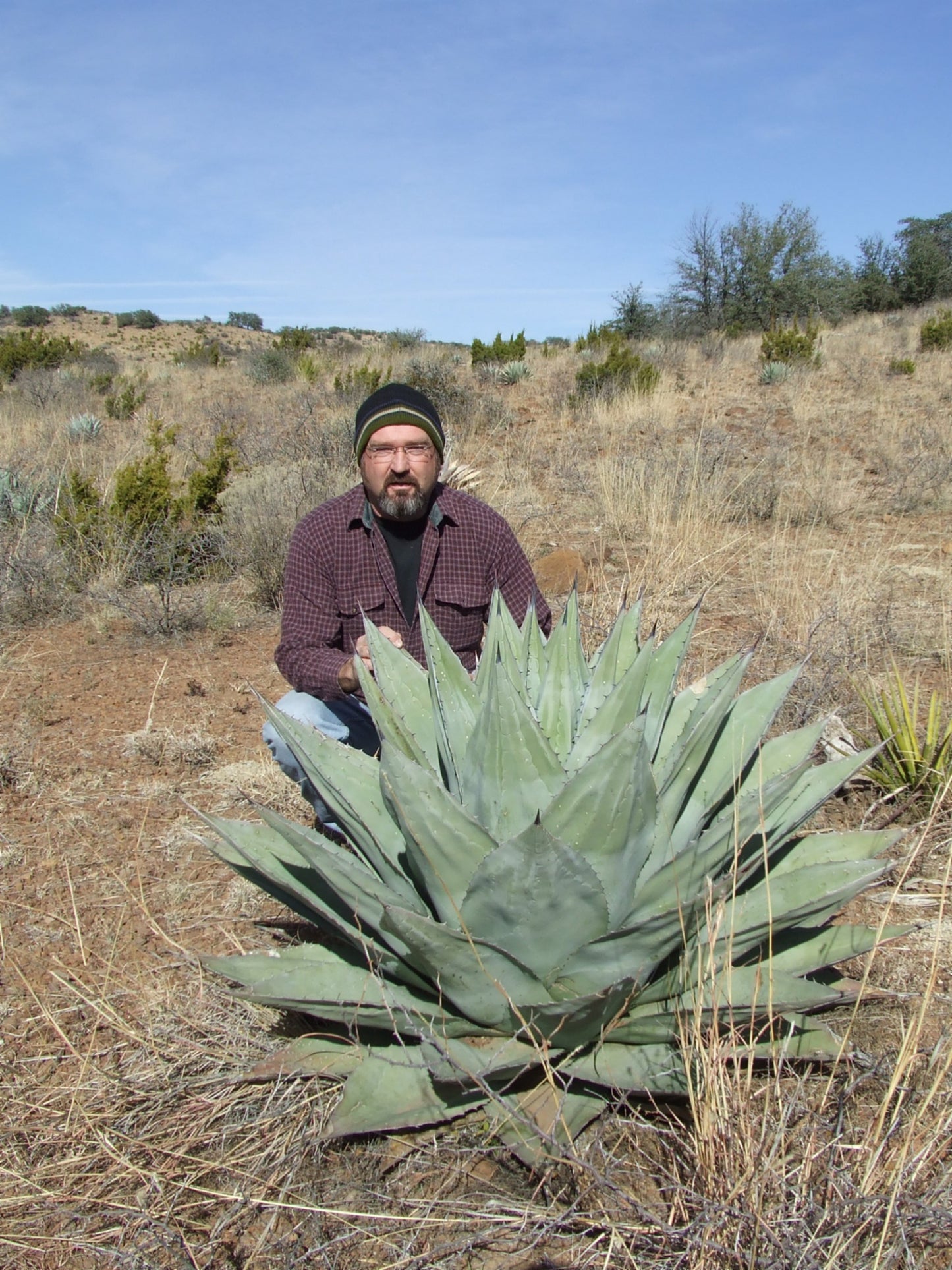 AG004: Agave havardiana  Davis Mountains Form   COLD HARDY CACTUS